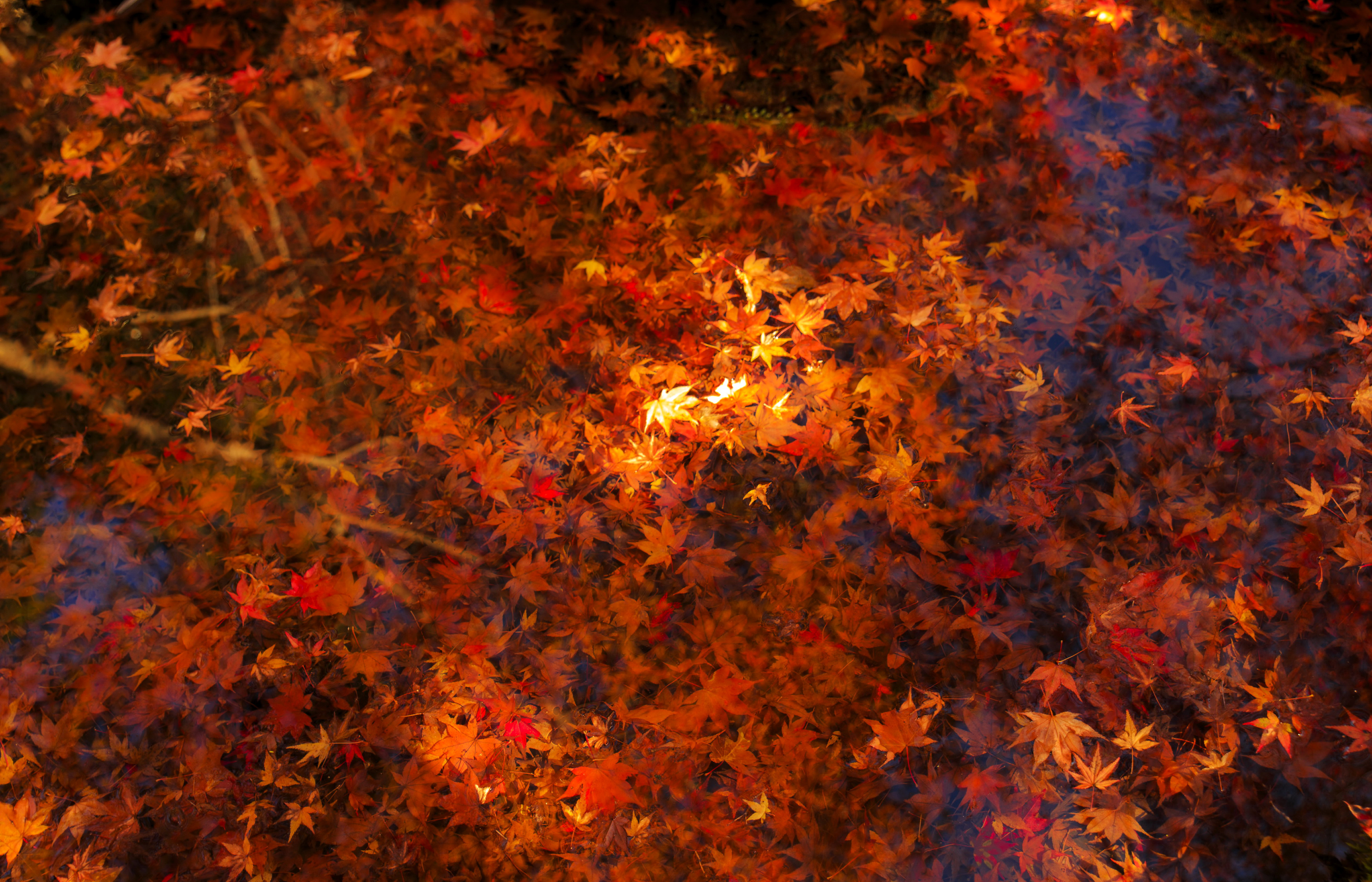 Fall Leaf Maple Leaf Water 3500x2250