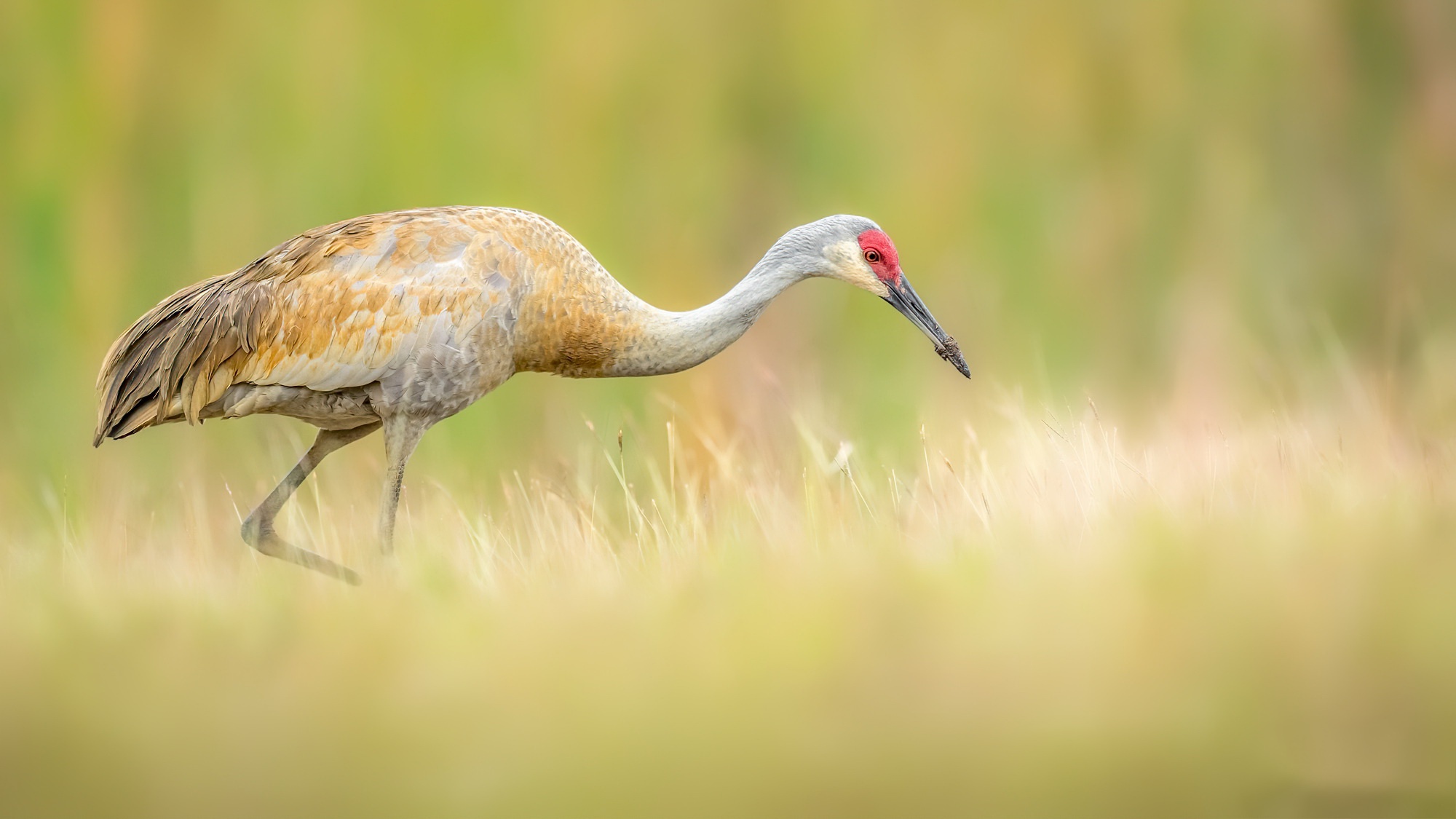 Nature Birds Animals Grass Cranes 2000x1125