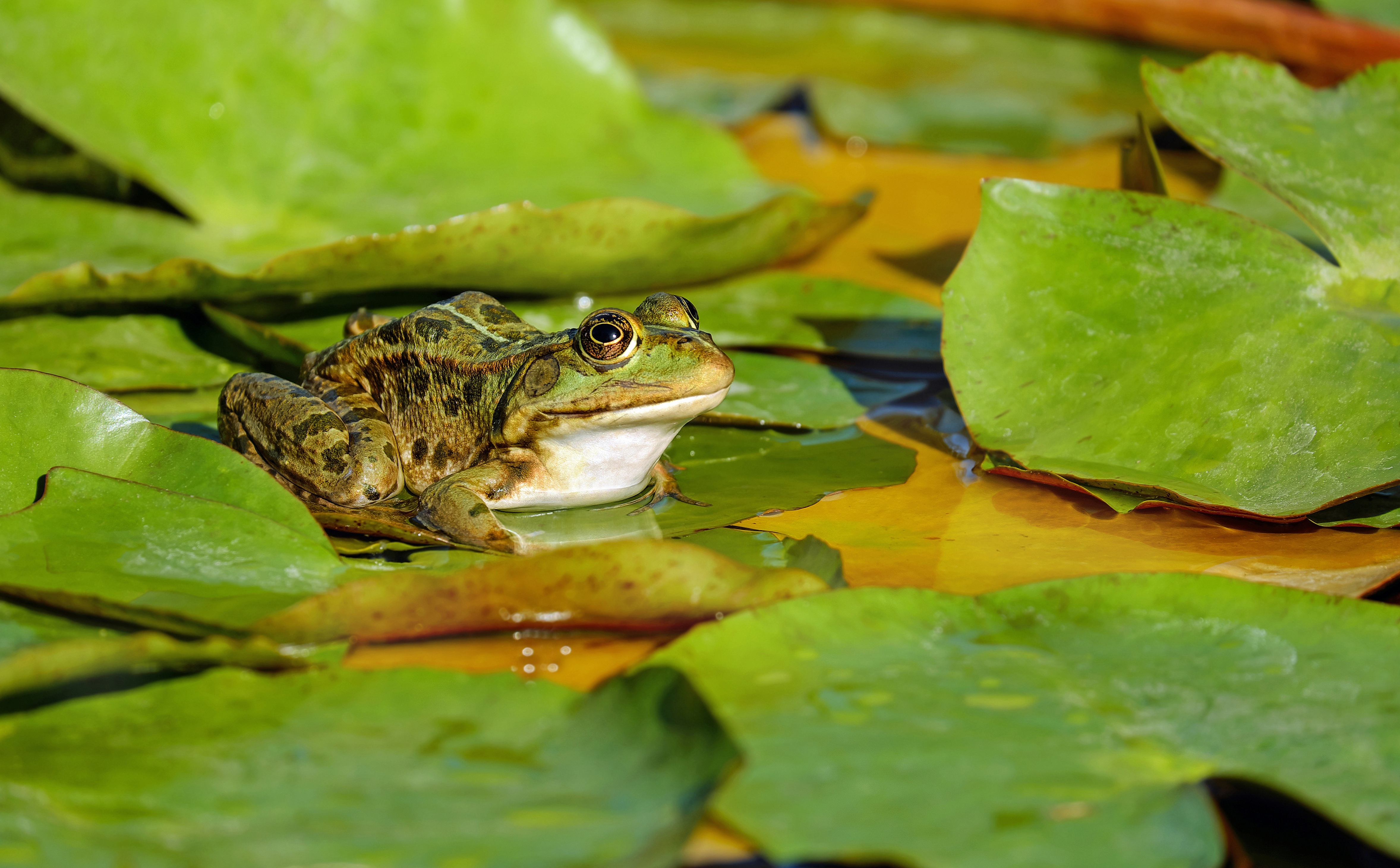 Amphibian Frog Lily Pad Wildlife 4712x2921