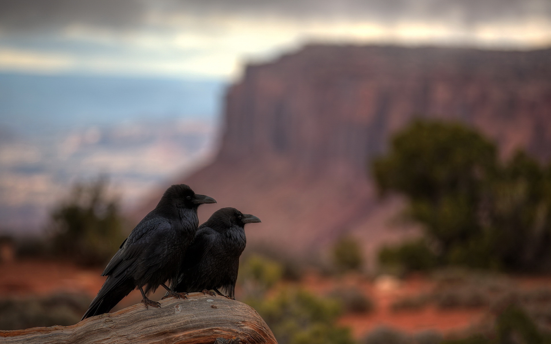 Bird Raven Blur 1920x1200