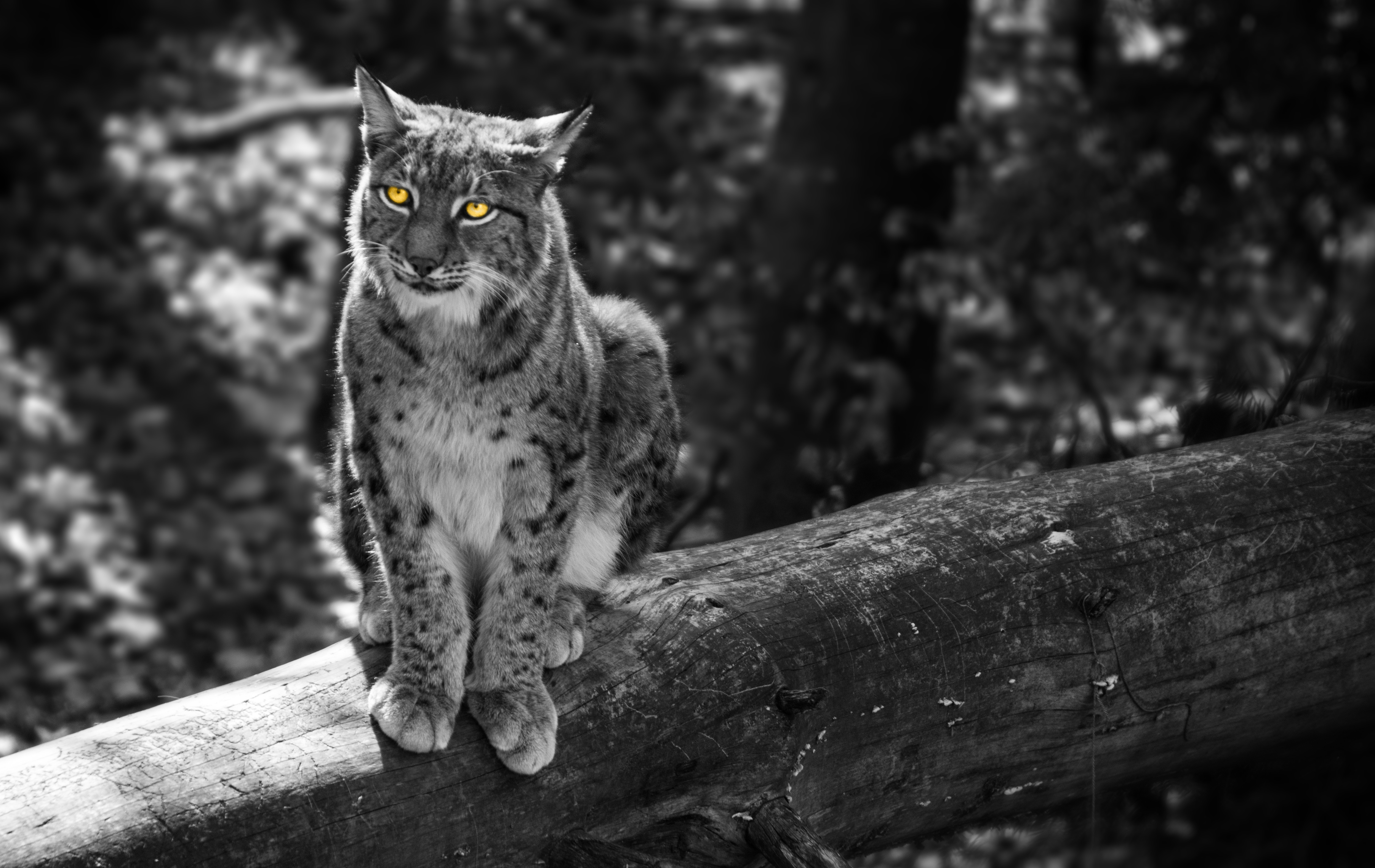 Lynx Big Cat Wildlife Selective Color Bokeh 6016x3798