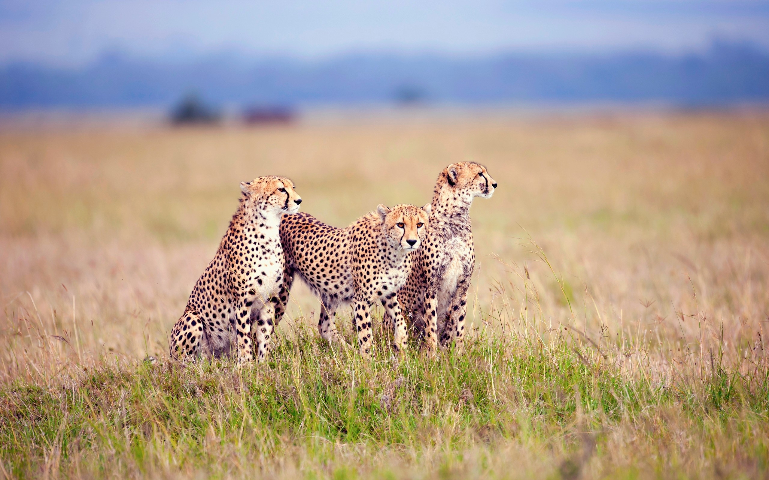 Animal Cheetah 2560x1600