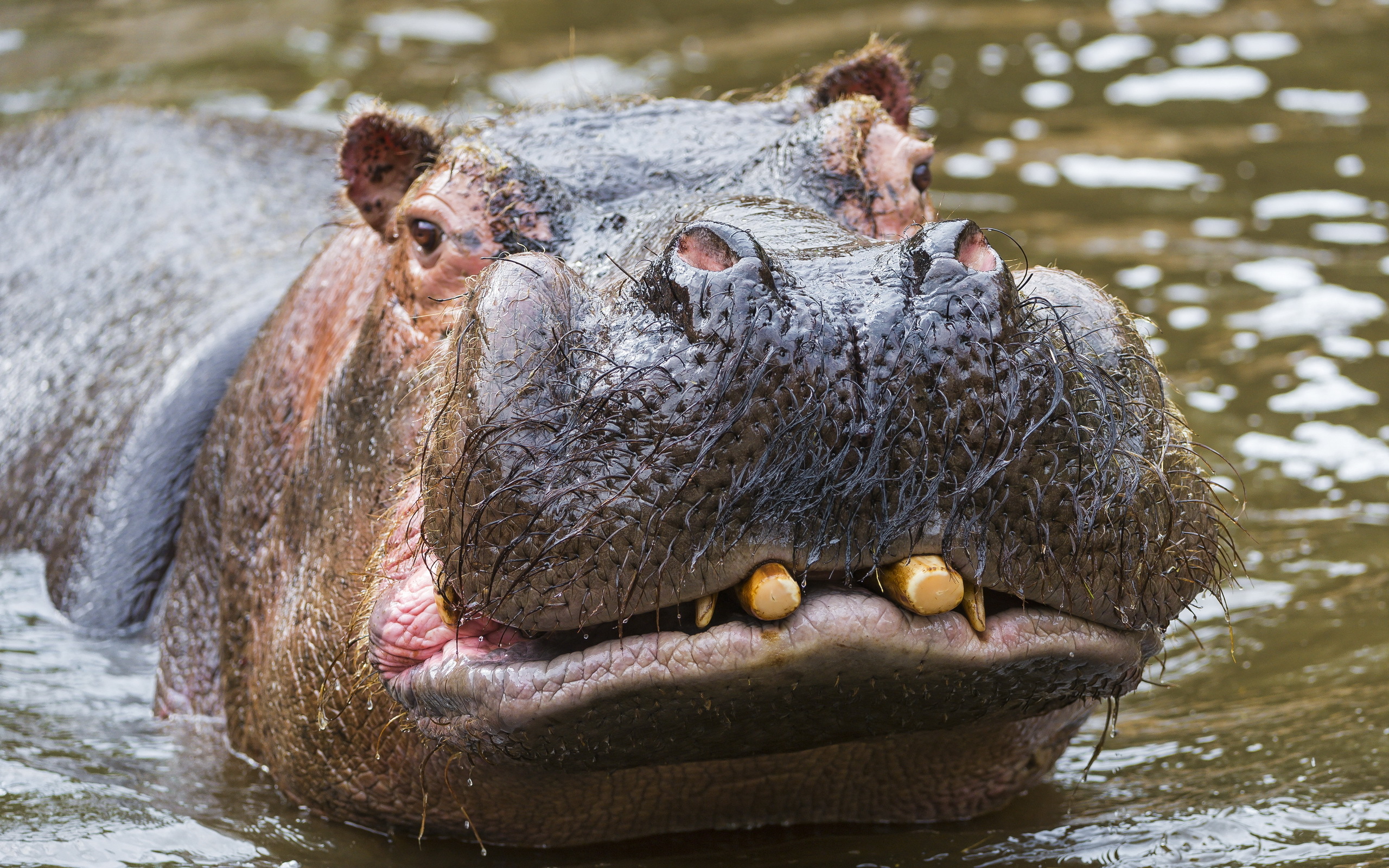 Animal Hippo 2560x1600