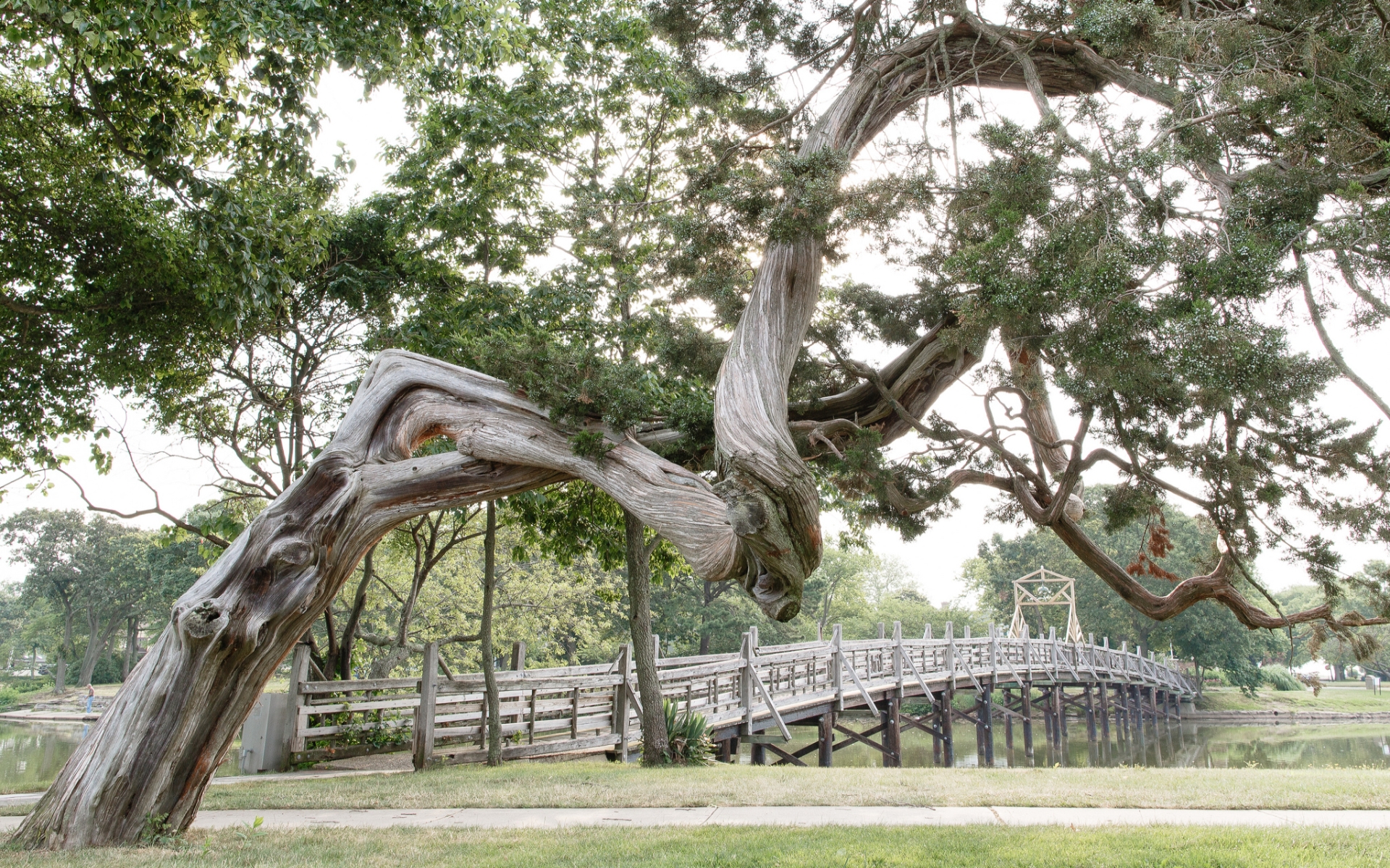 Earth Twisted Tree 1920x1200