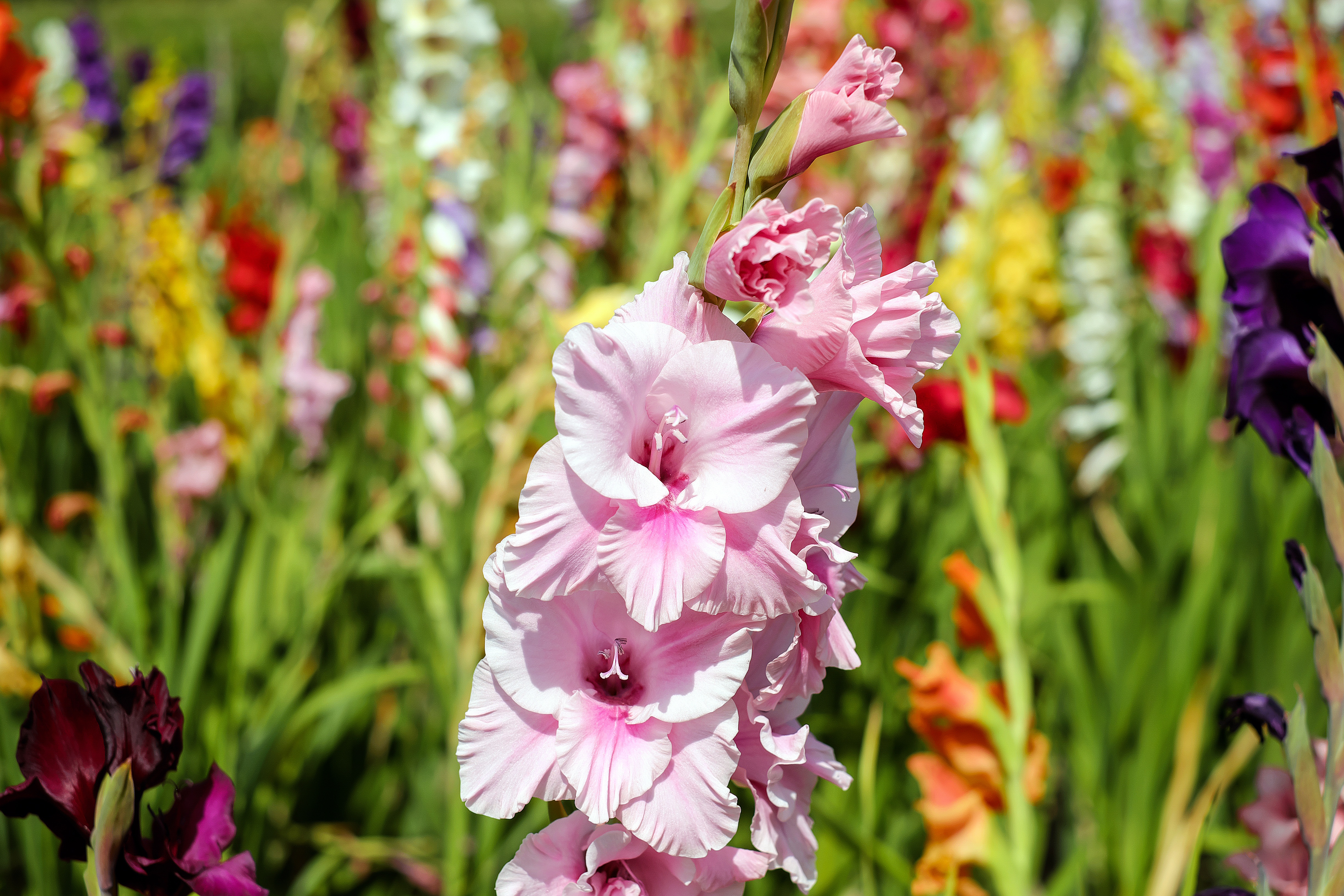 Flower Gladiolus Nature Pink Flower 4896x3264