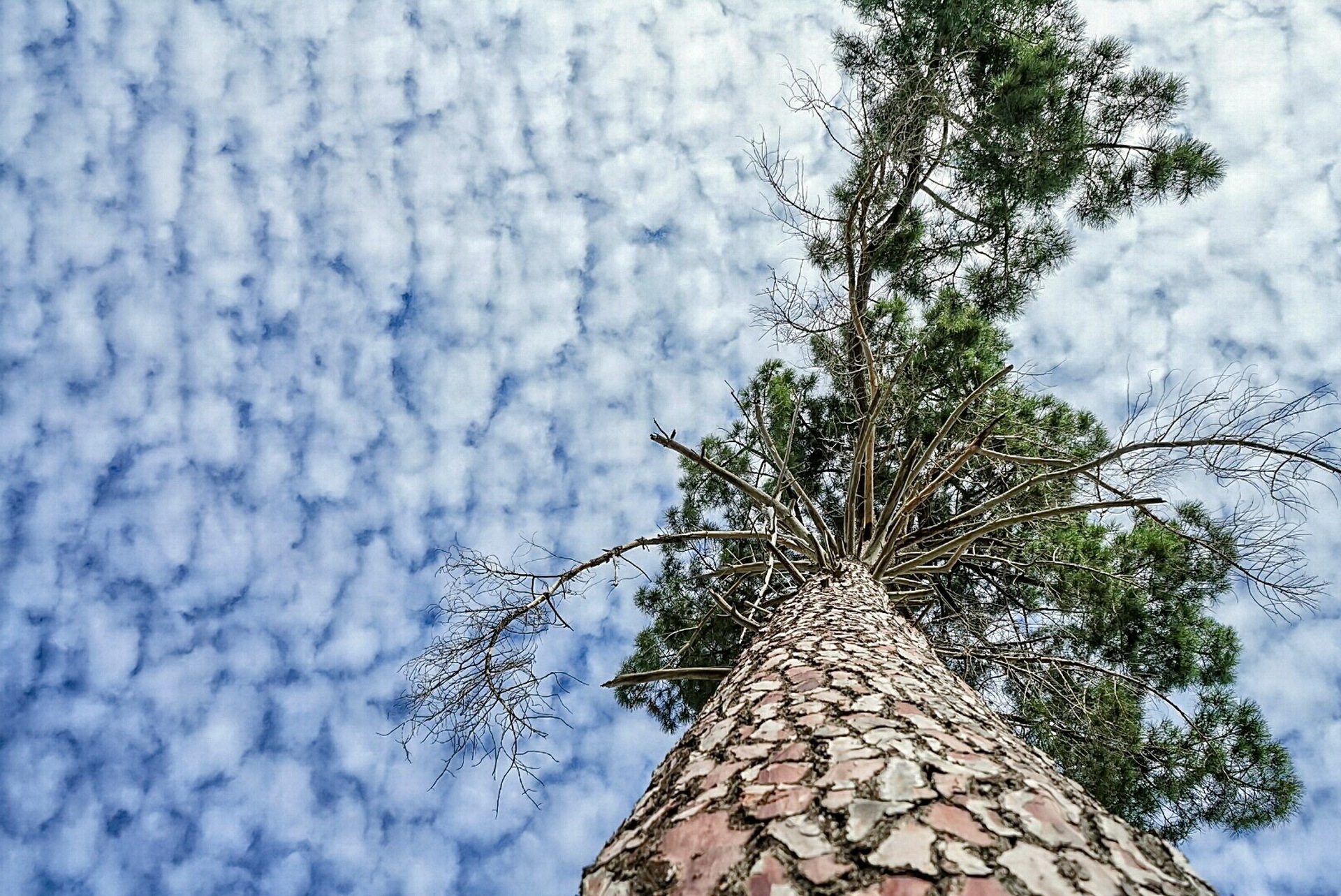 Cloud Nature Pine Tree Sky Tree 1920x1283