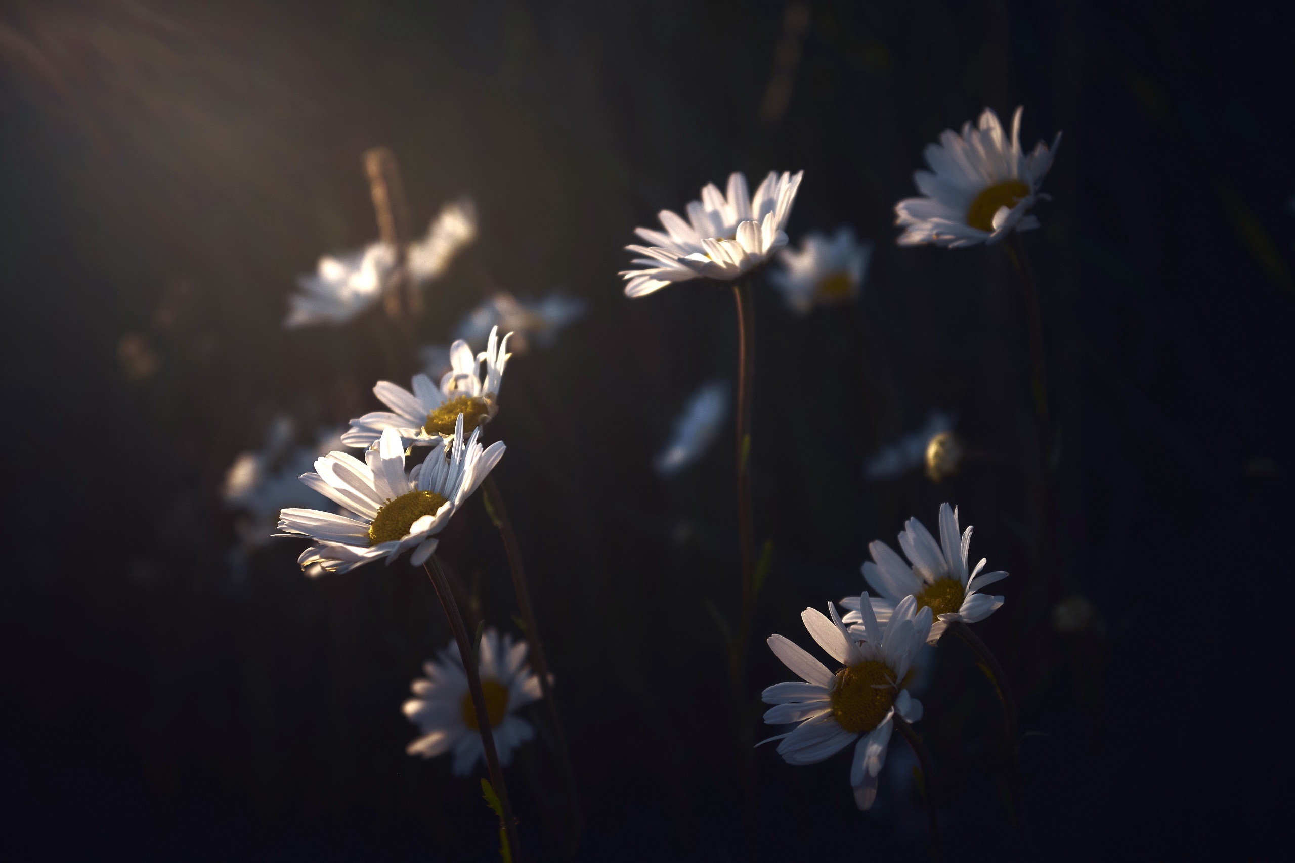 White Flowers Dark Flowers 2560x1707