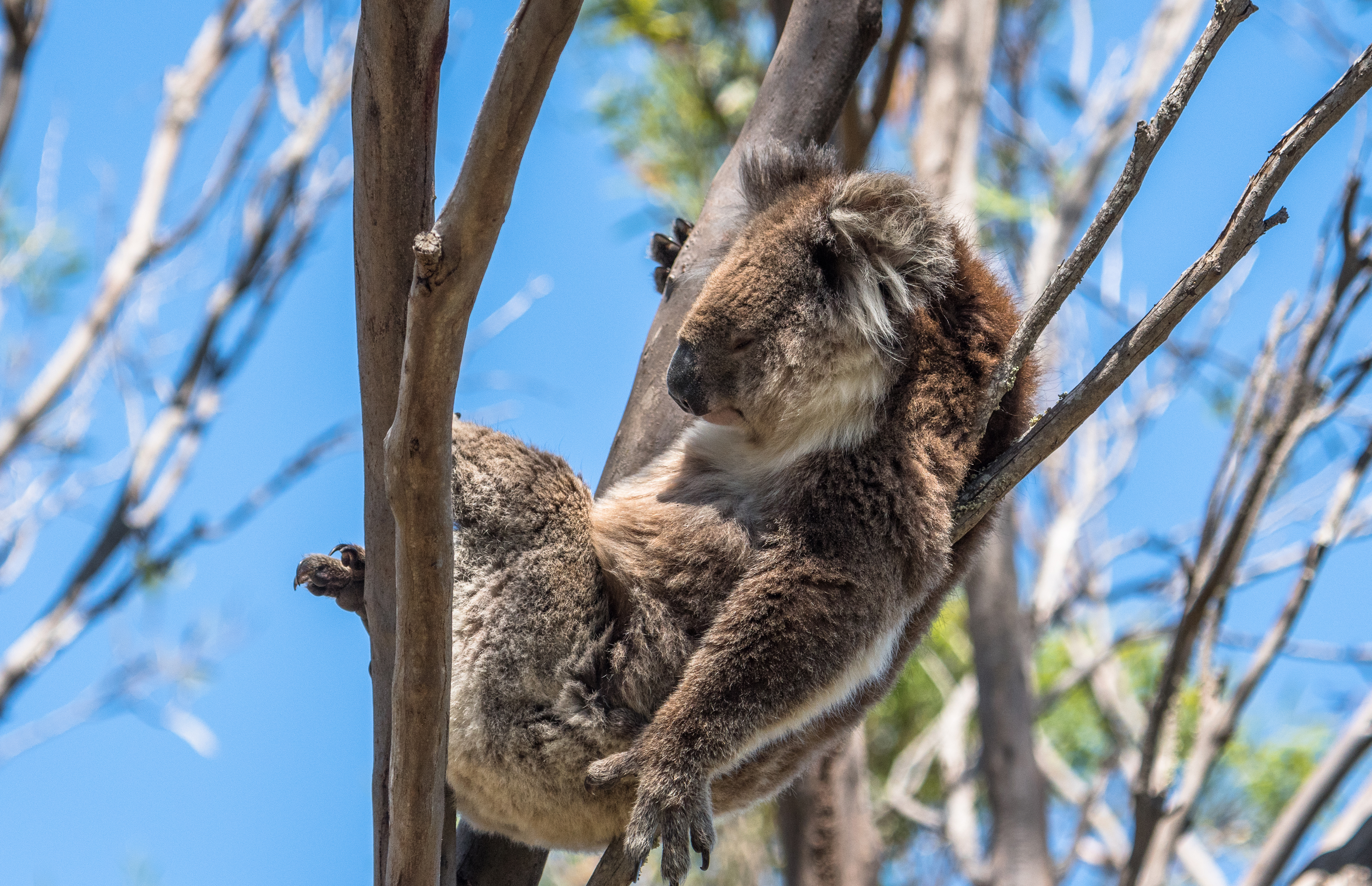 Koala Marsupial 3870x2500