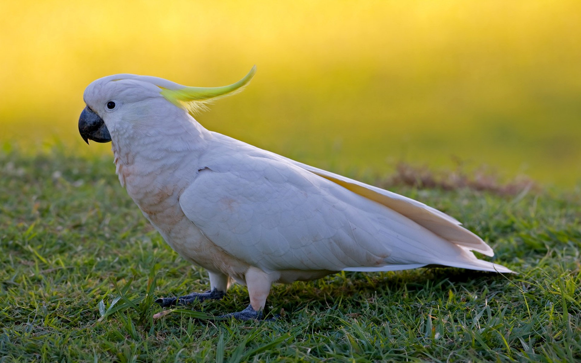 Animal Sulphur Crested Cockatoo 1920x1200