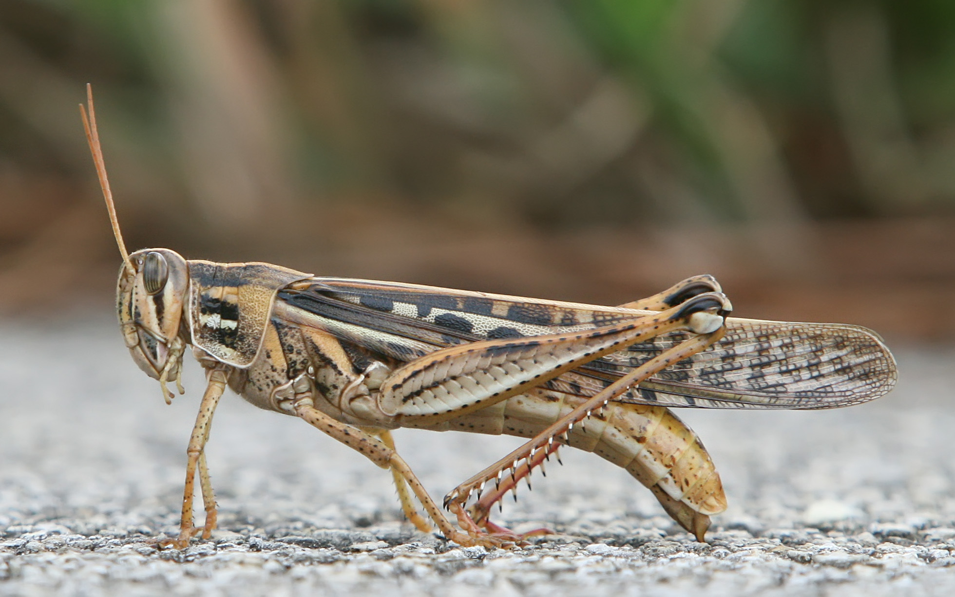 Animal Grasshopper 1960x1226