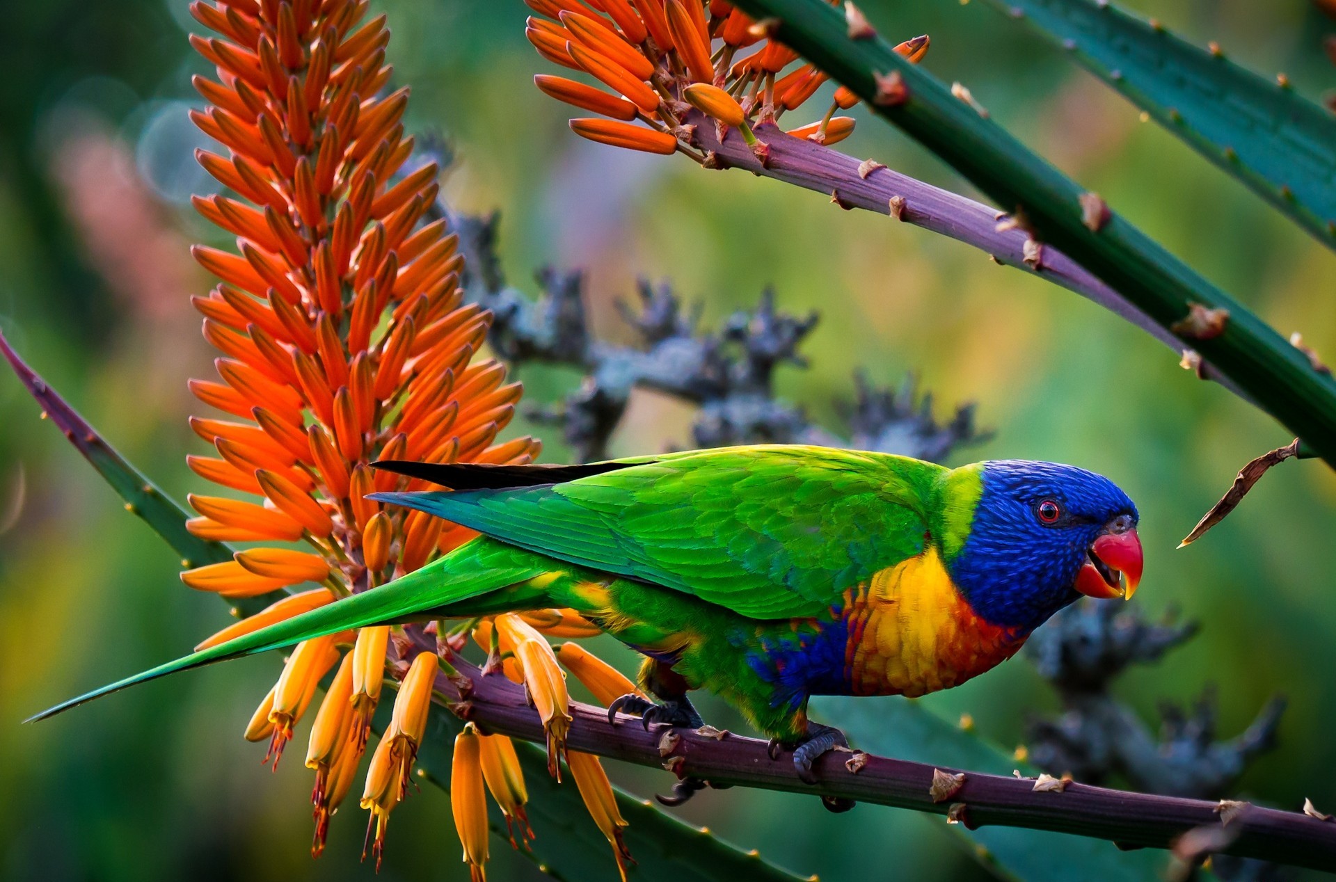 Parrot Colors Jungle 1920x1268