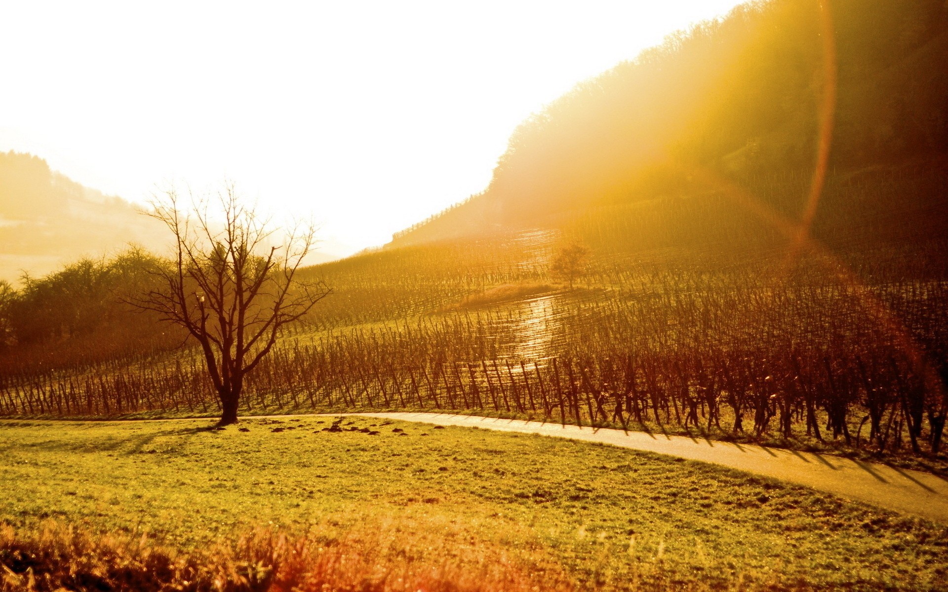 Man Made Vineyard 1920x1200