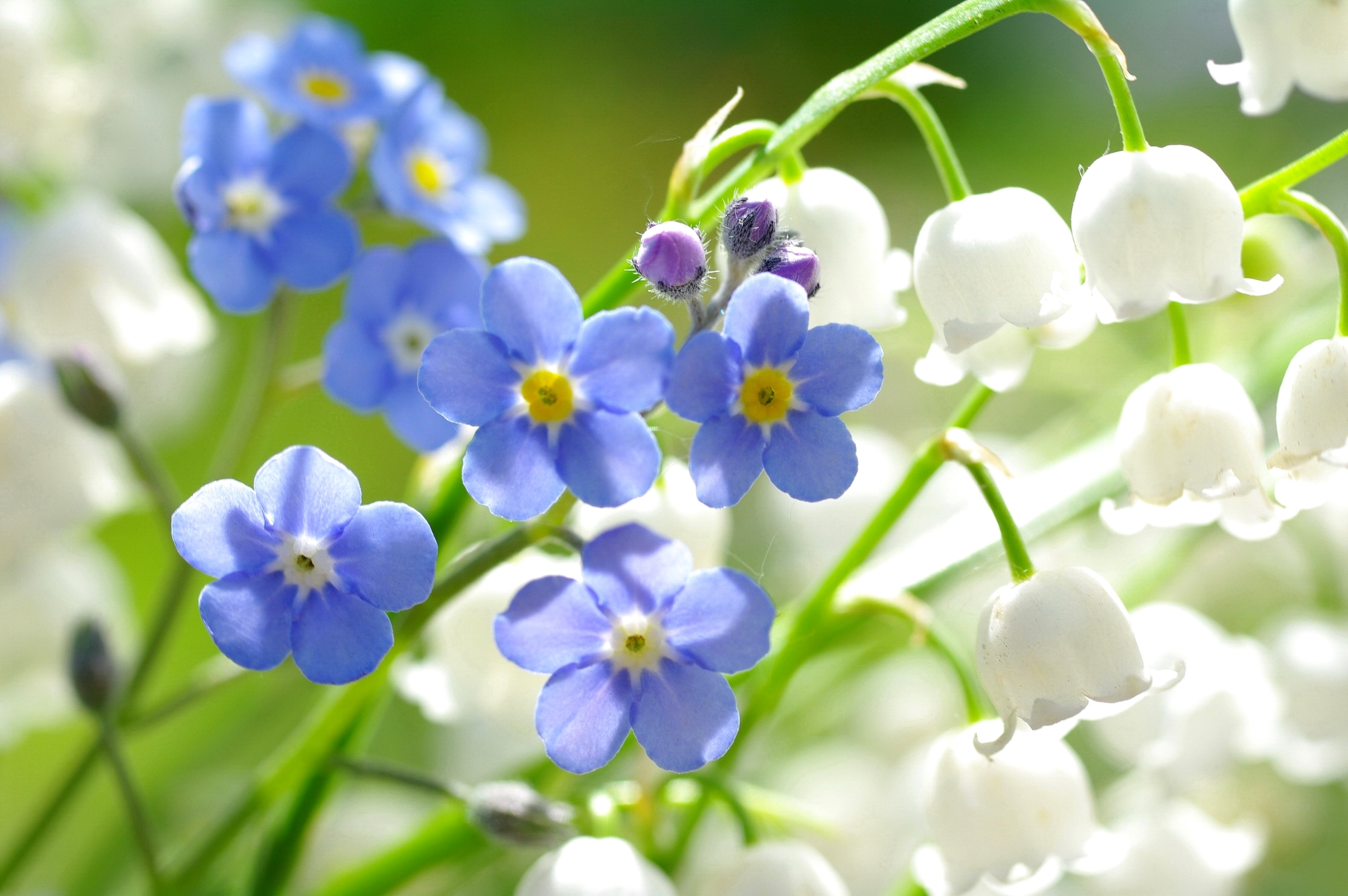 Forget Me Not Flower Blue Flower Nature White Flower 2232x1484