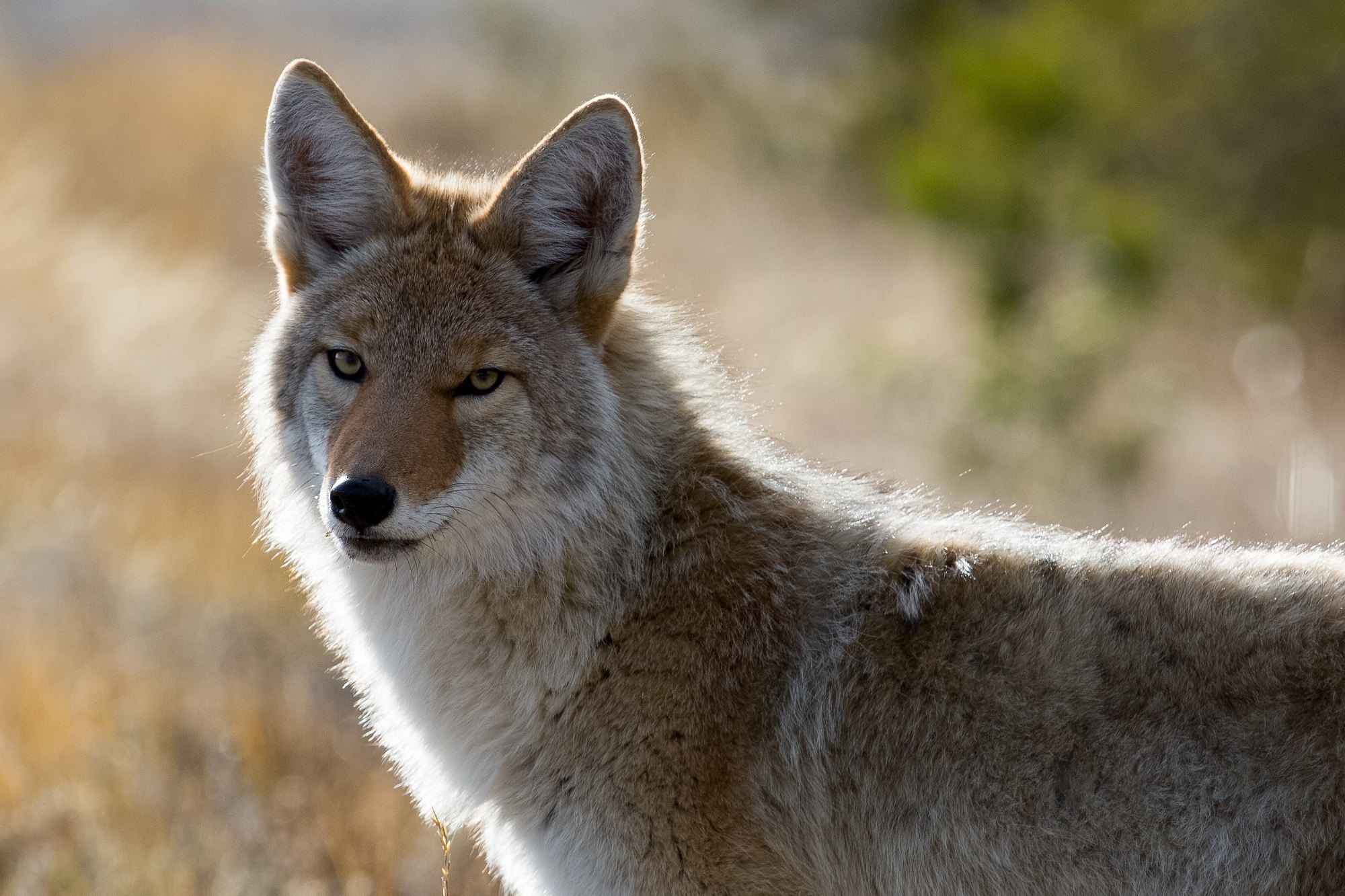 Animal Blur Canine Close Up Coyote Mammal Wildlife Predator Animal 2000x1333