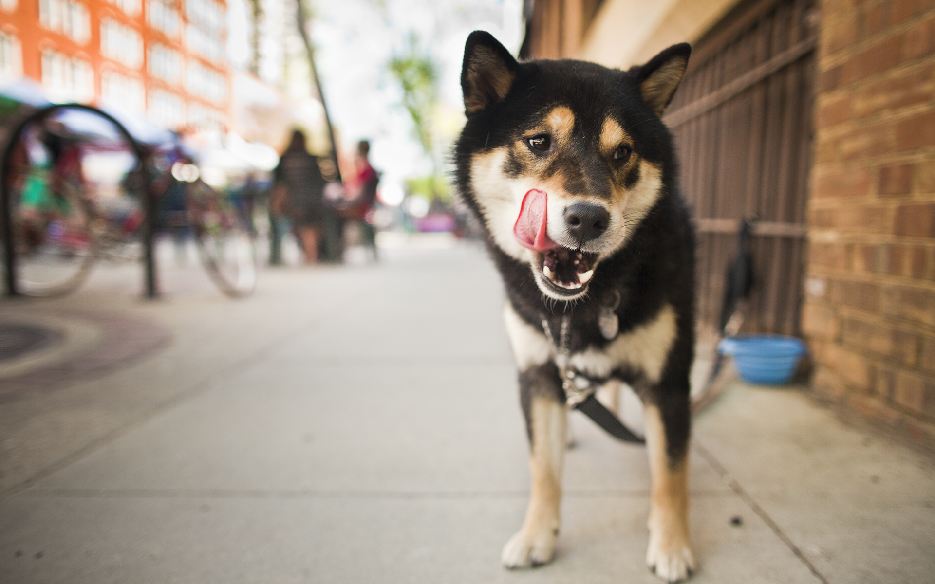 Animal Shiba Inu 1920x1200