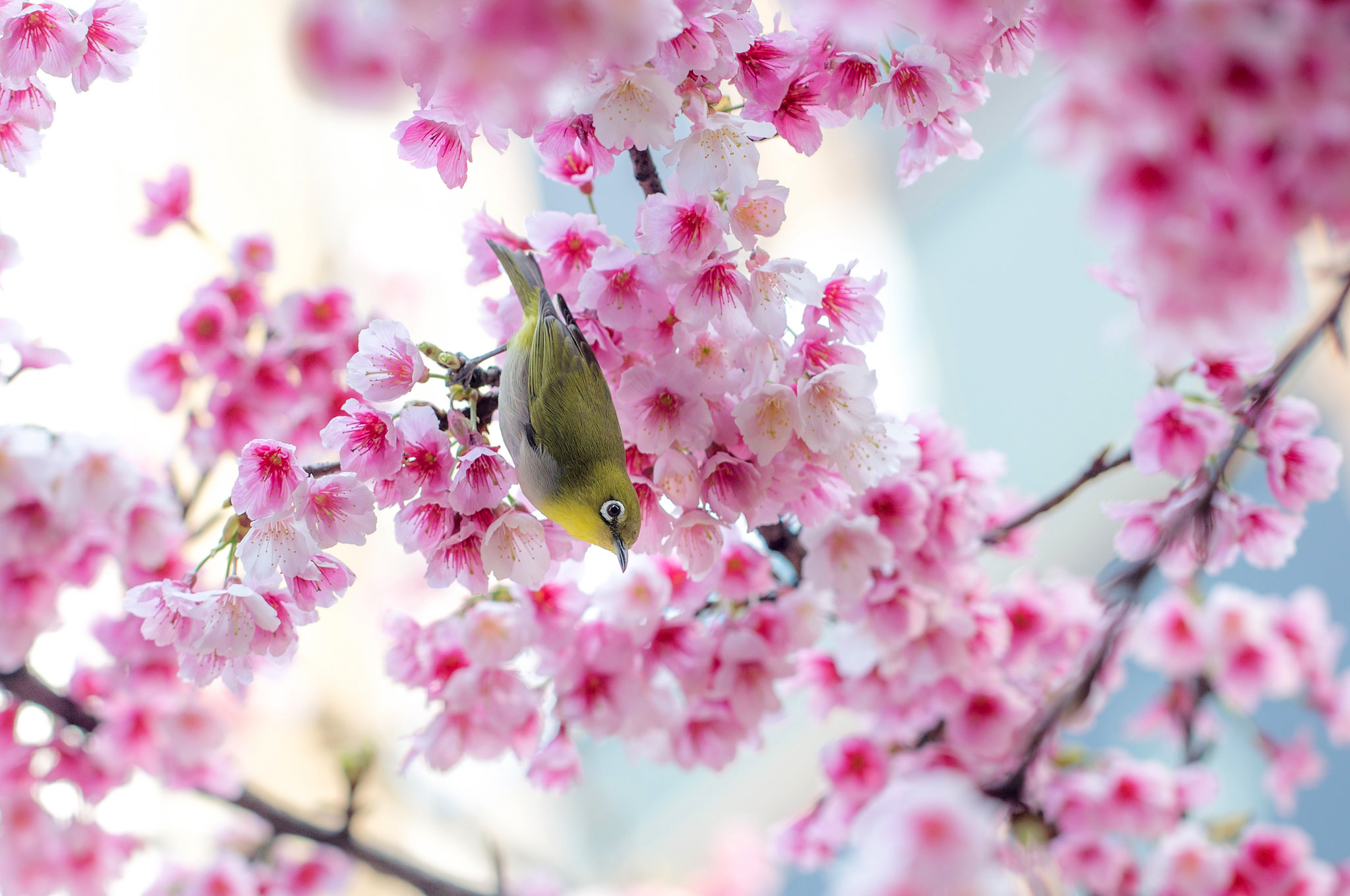 Bird Blossom Spring Sakura Cherry Blossom Japanese White Eye 2048x1360