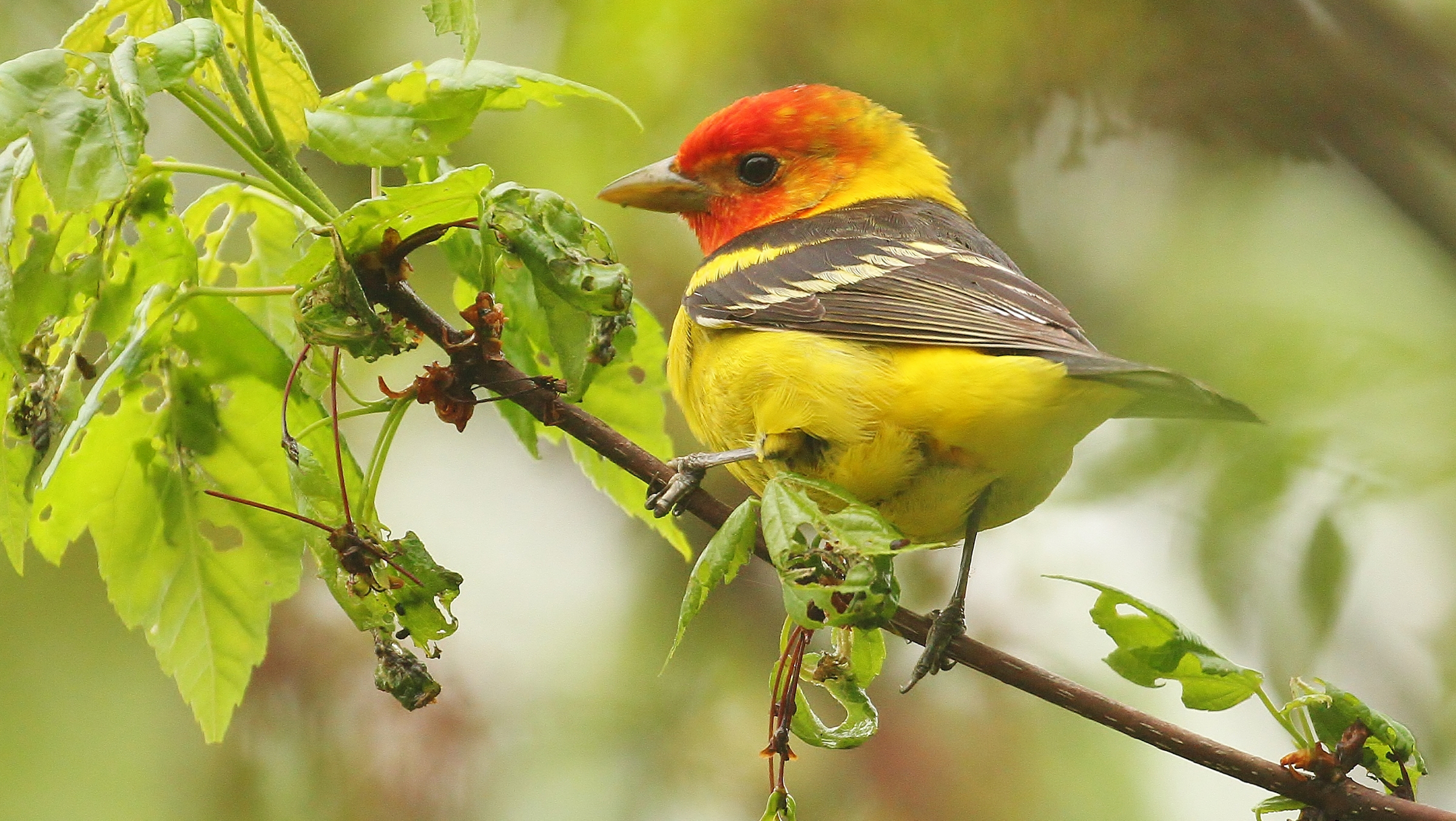 Animal Bird Branch Passerine Tanager Western Tanager 2400x1353