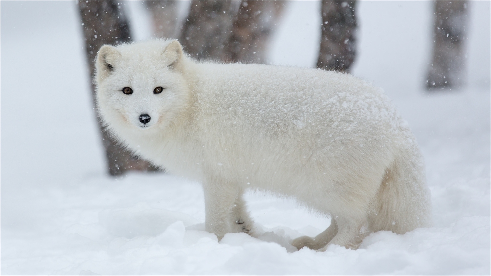 Animal Arctic Fox 1920x1080