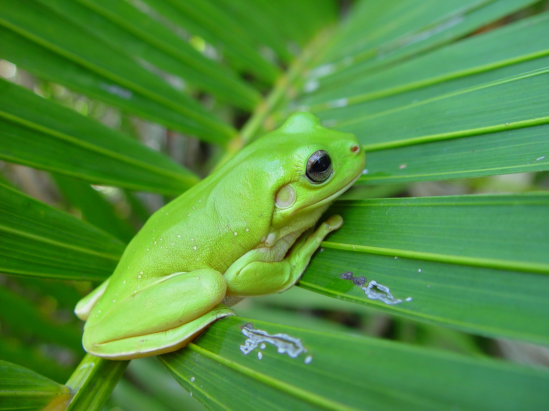 Animal Frog Green Tree Frog 1920x1440