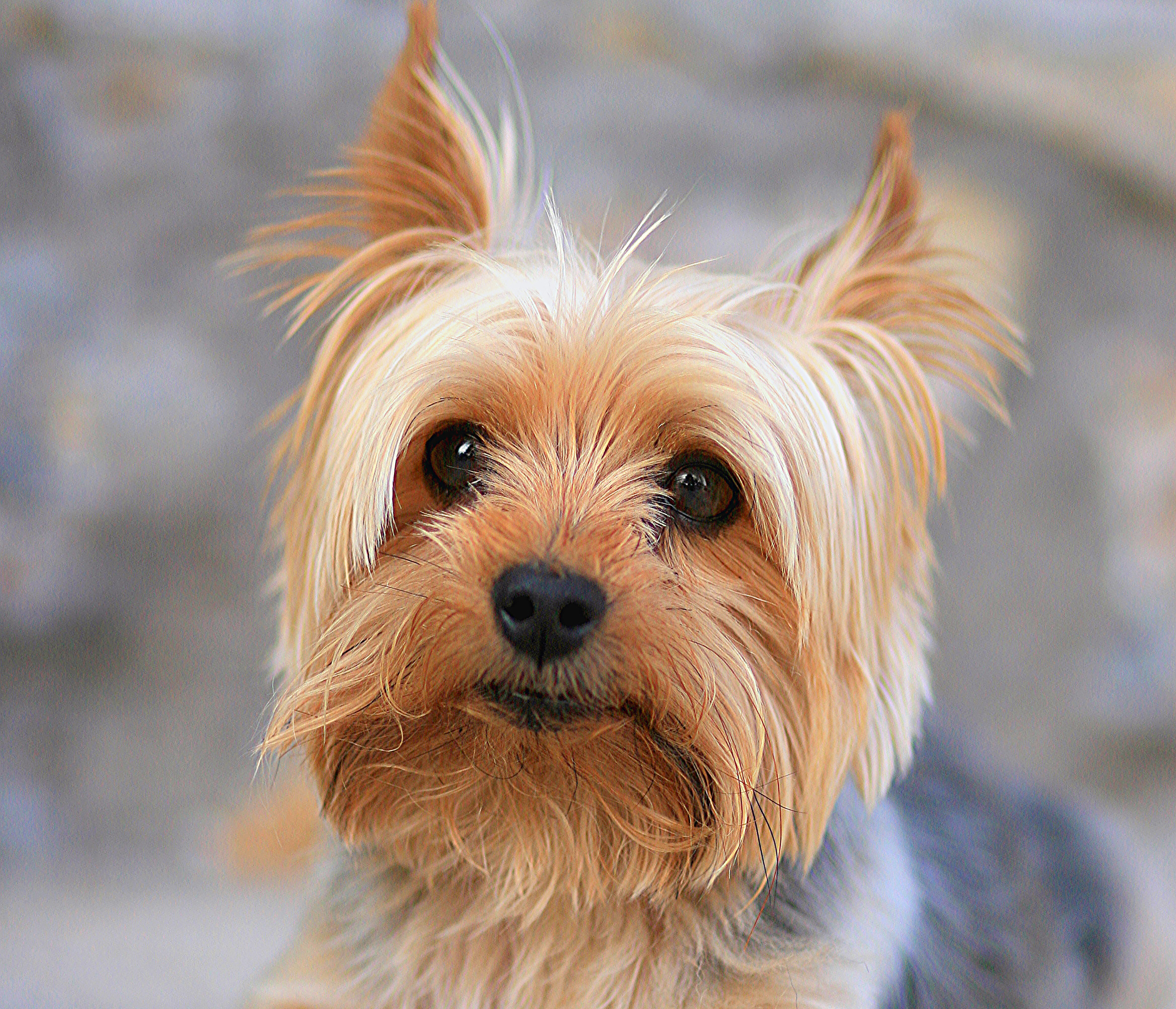 Dog Close Up Yorkshire Terrier 2800x2403