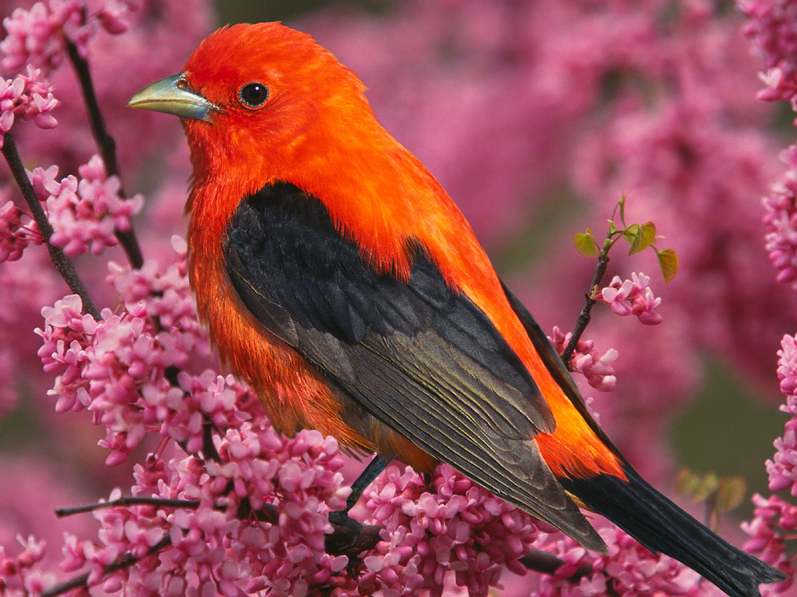Animal Bird Orange Color Scarlet Tanager 1600x1200