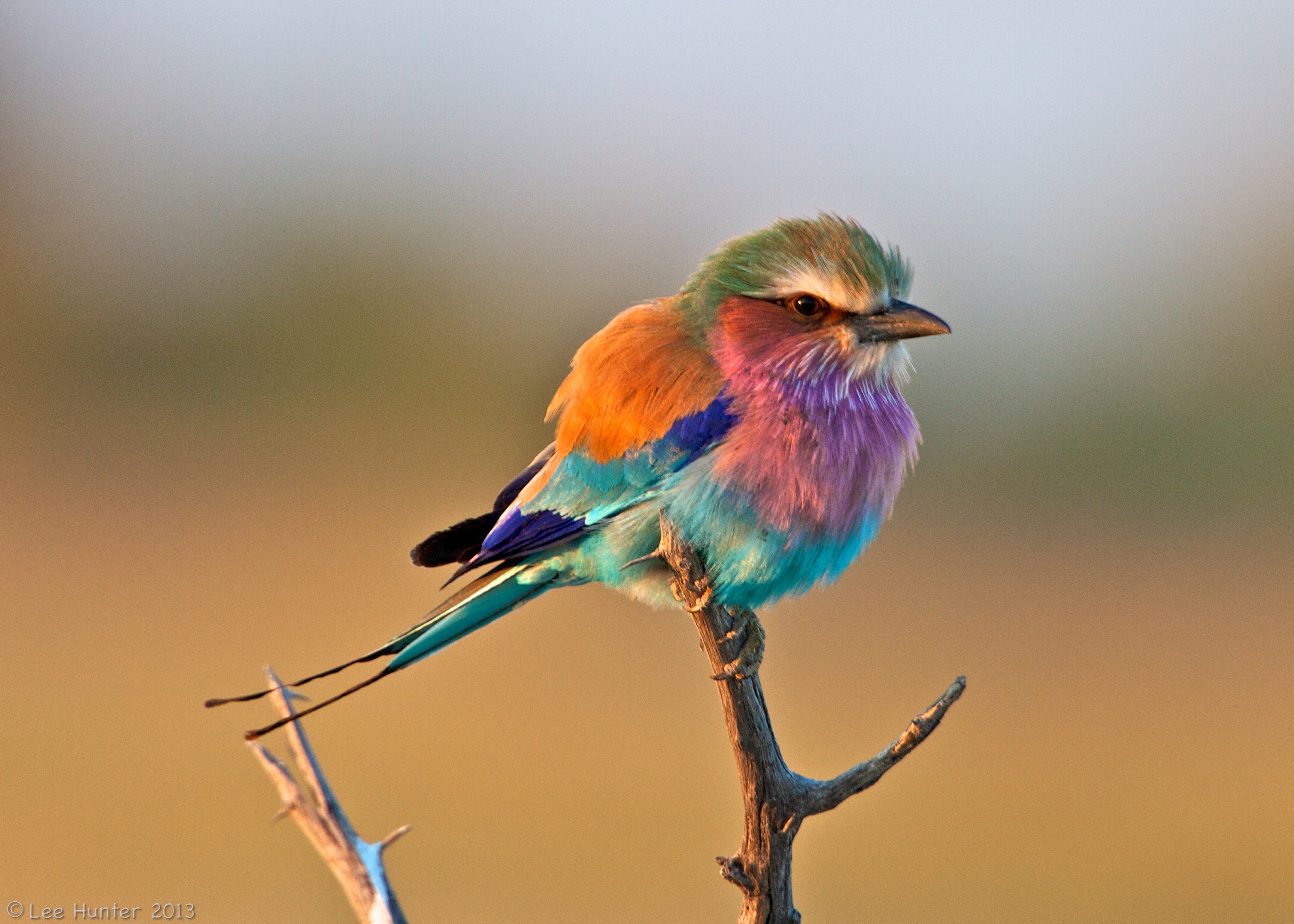 Animal Bird Lilac Breasted Roller 3455x2467