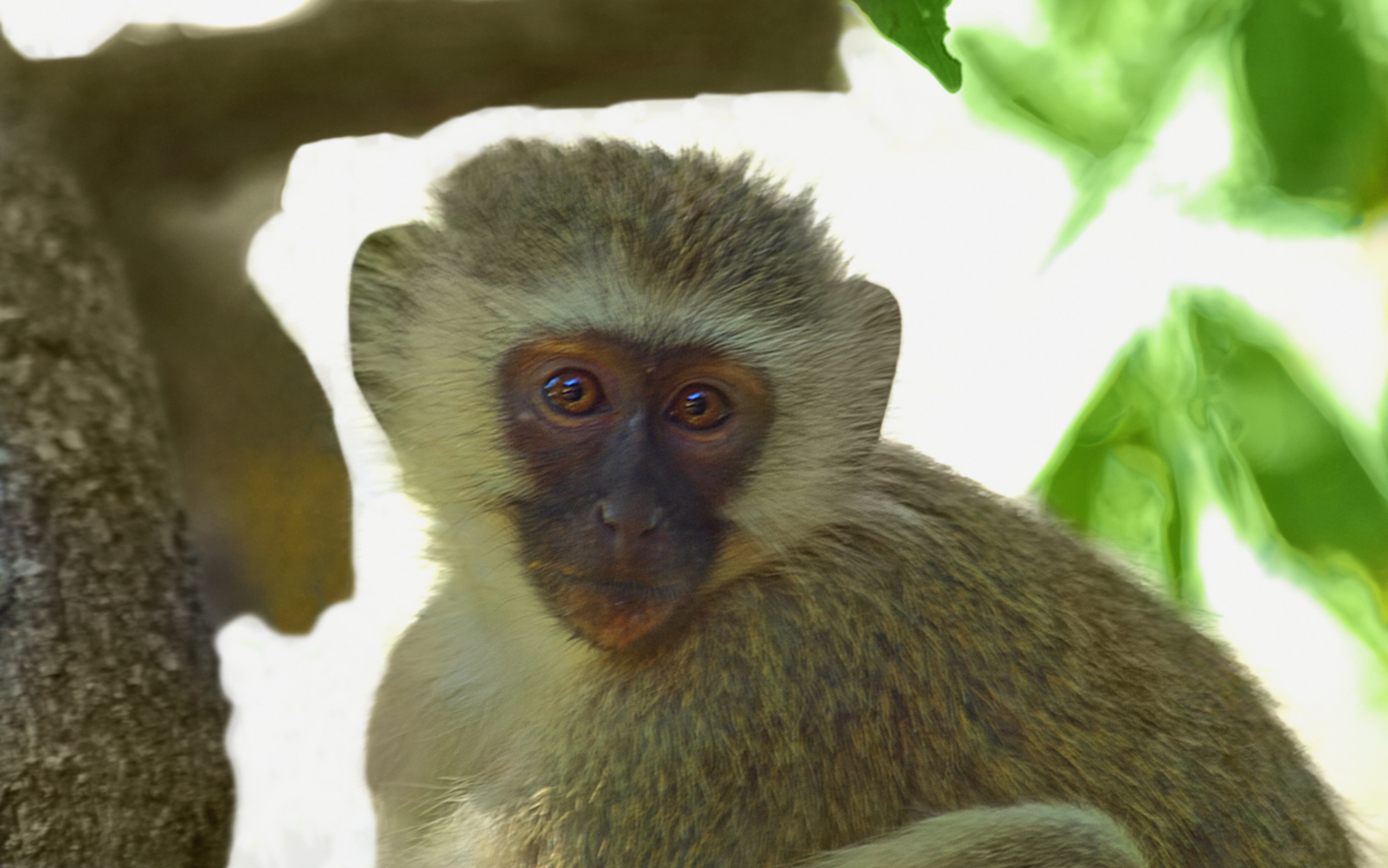 Animal Japanese Macaque 2560x1600