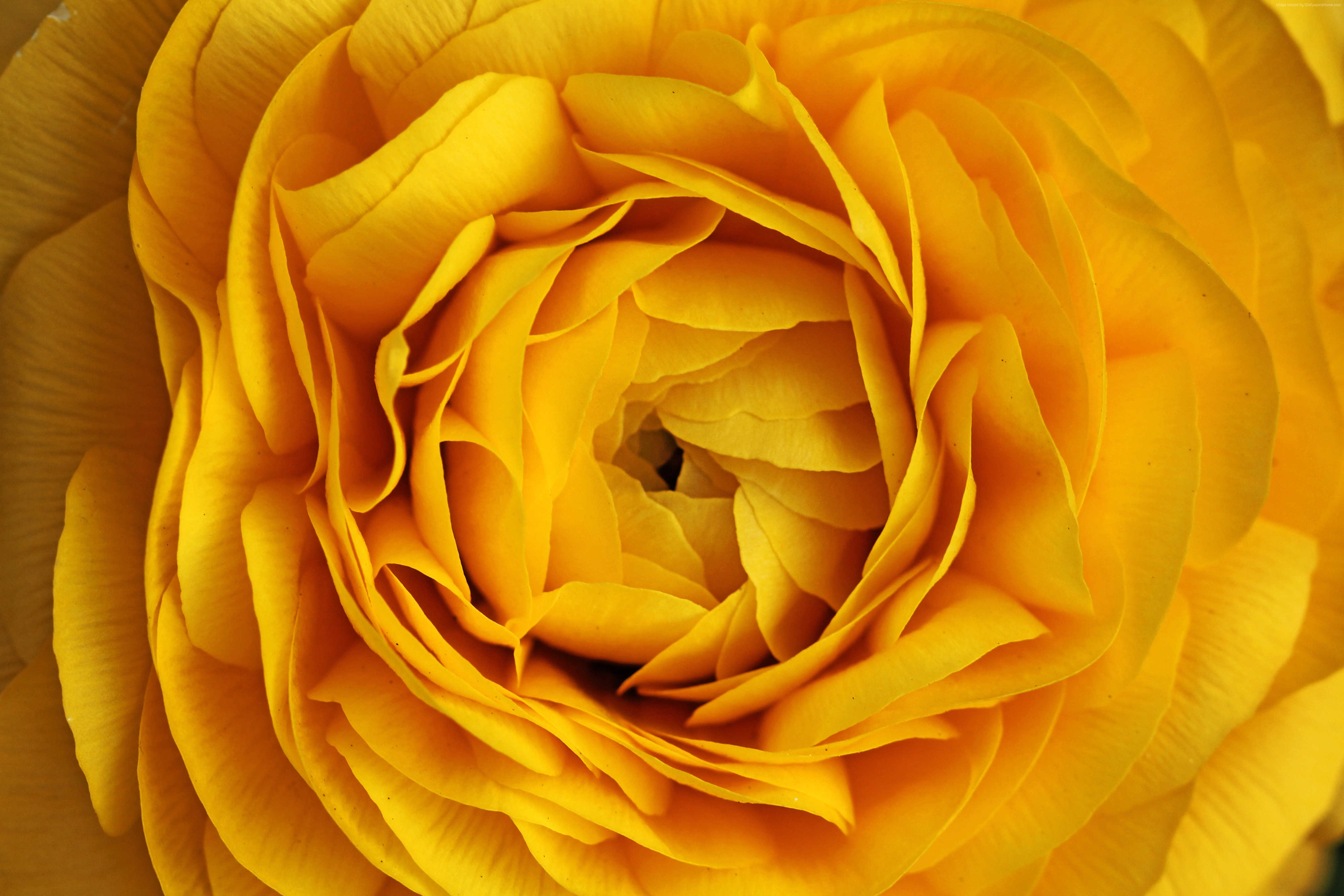 Close Up Flower Nature Rose Yellow Flower Yellow Rose 4752x3168