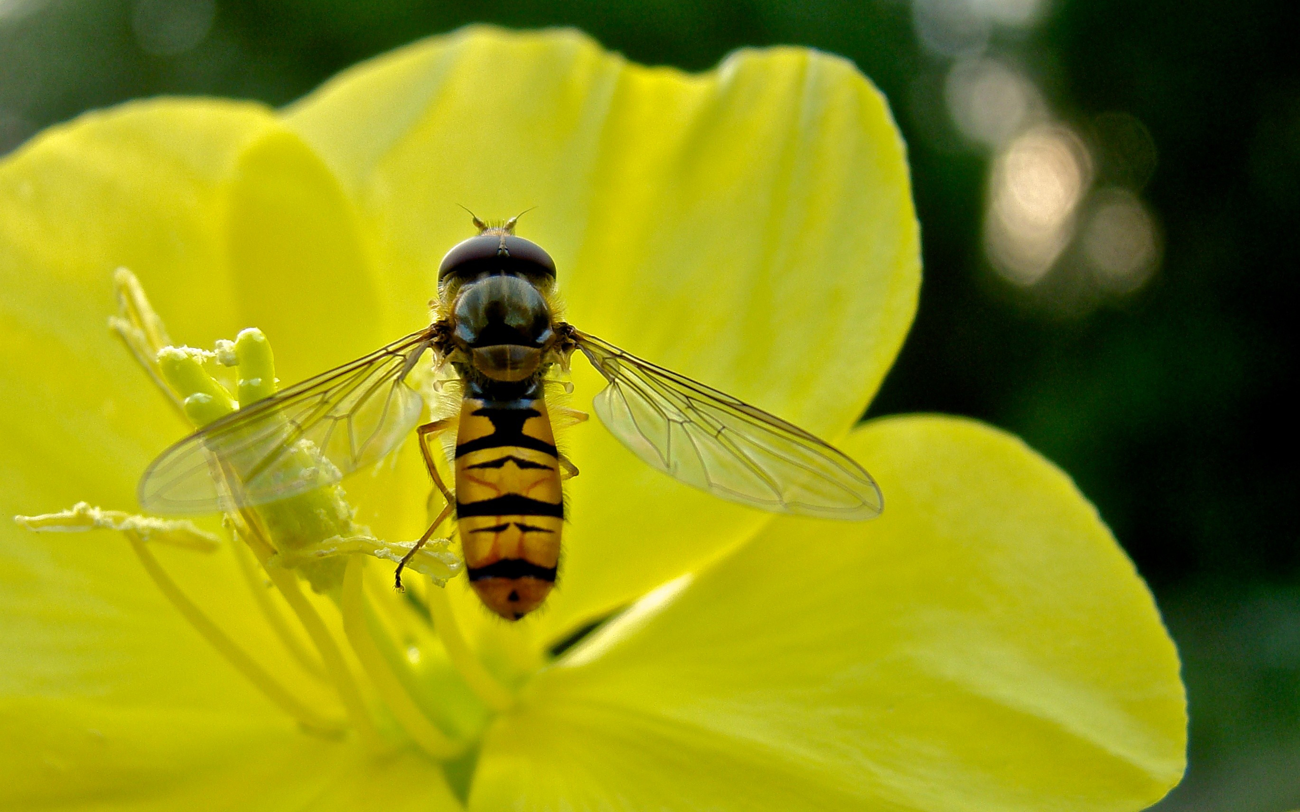 Animal Hoverfly 2560x1600