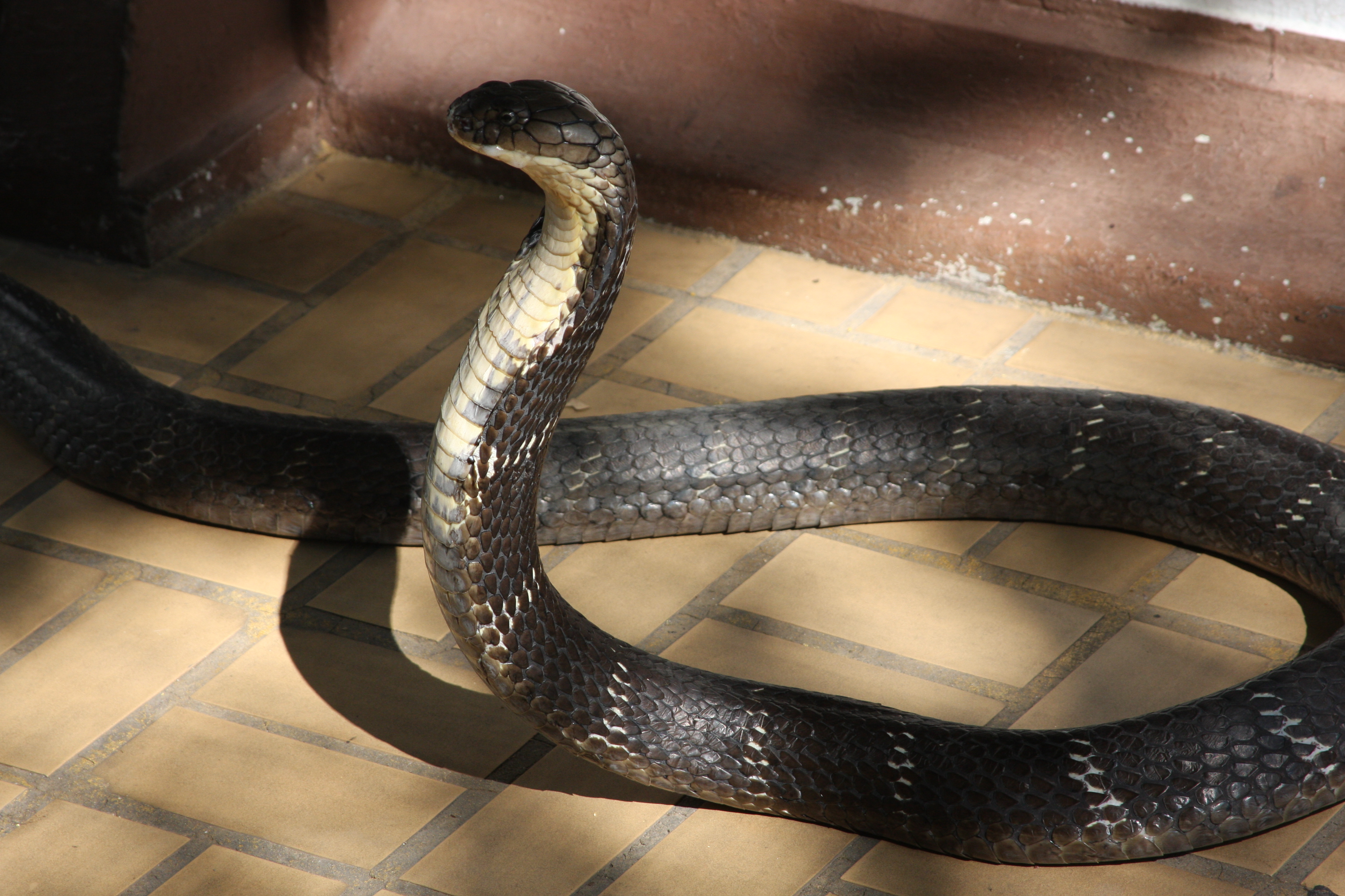 Animal Cobra 3888x2592