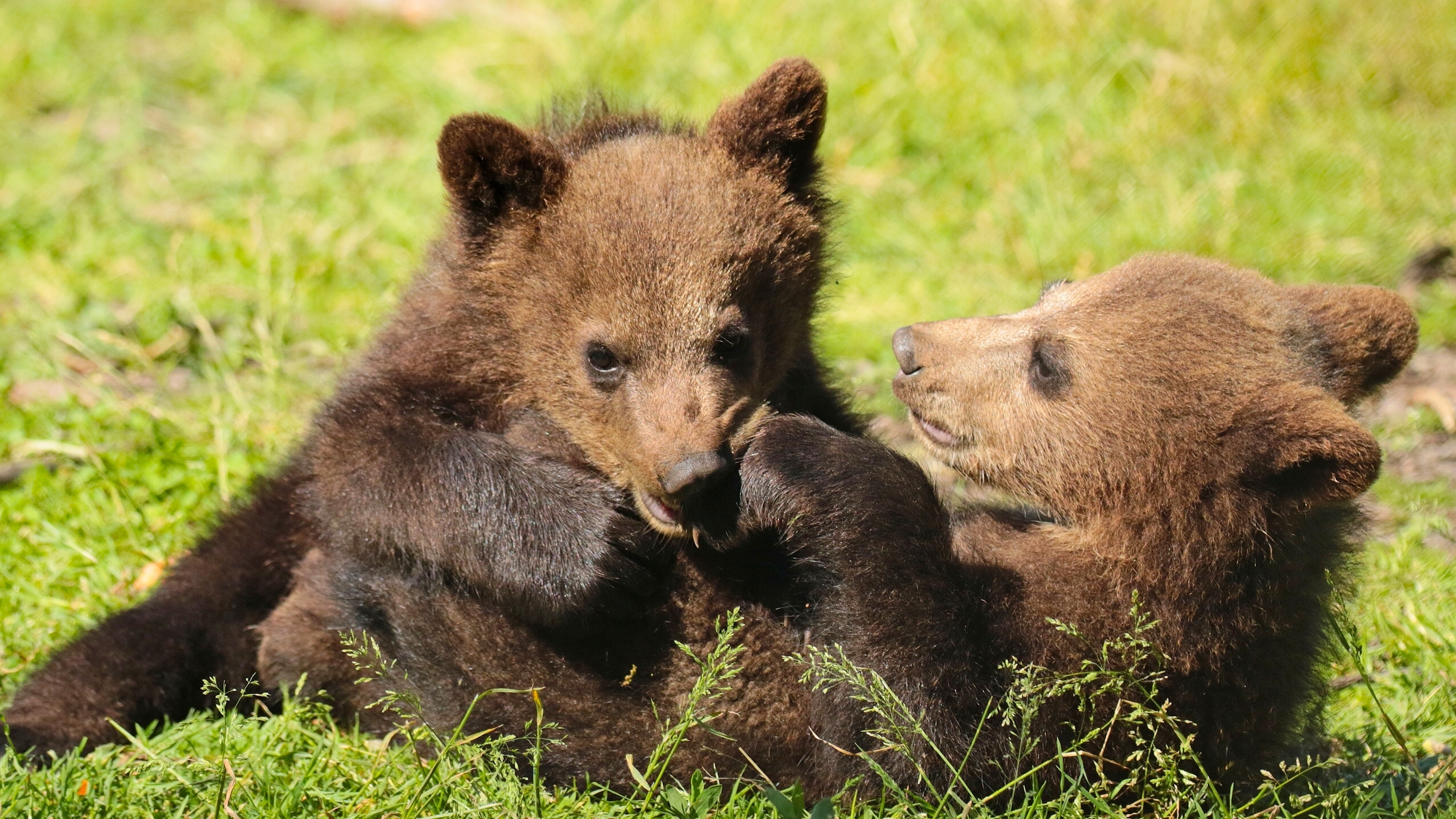 Baby Animal Bear Cub Grass Playing Wildlife 2560x1440