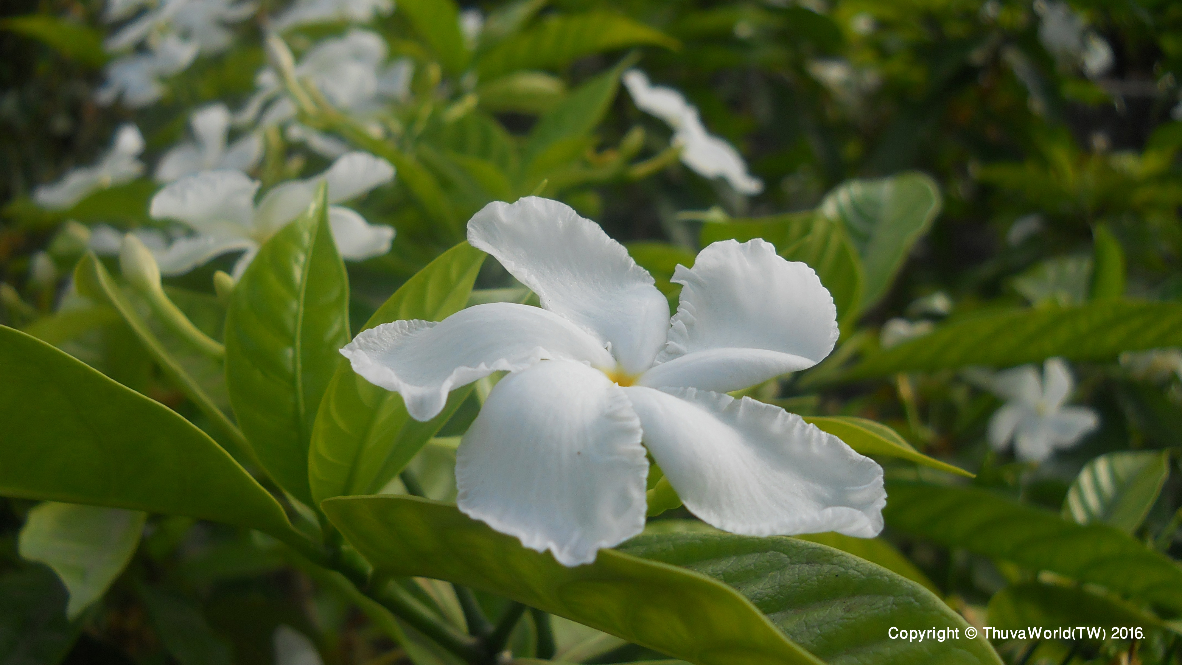 Flower Pinwheel Jasmine Nature Leaf White Flower 3968x2232