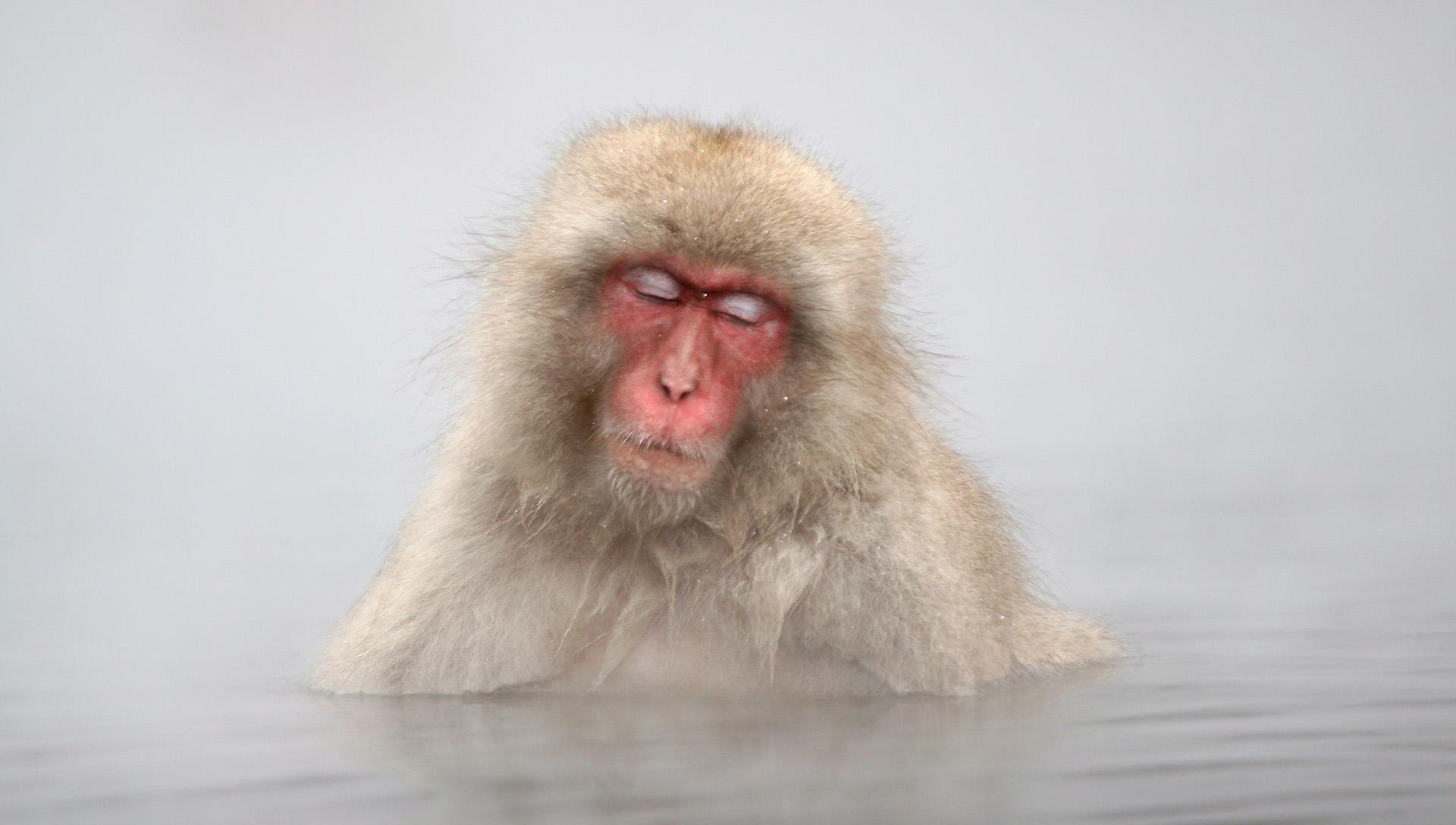 Animal Japanese Macaque Winter Water 1920x1088
