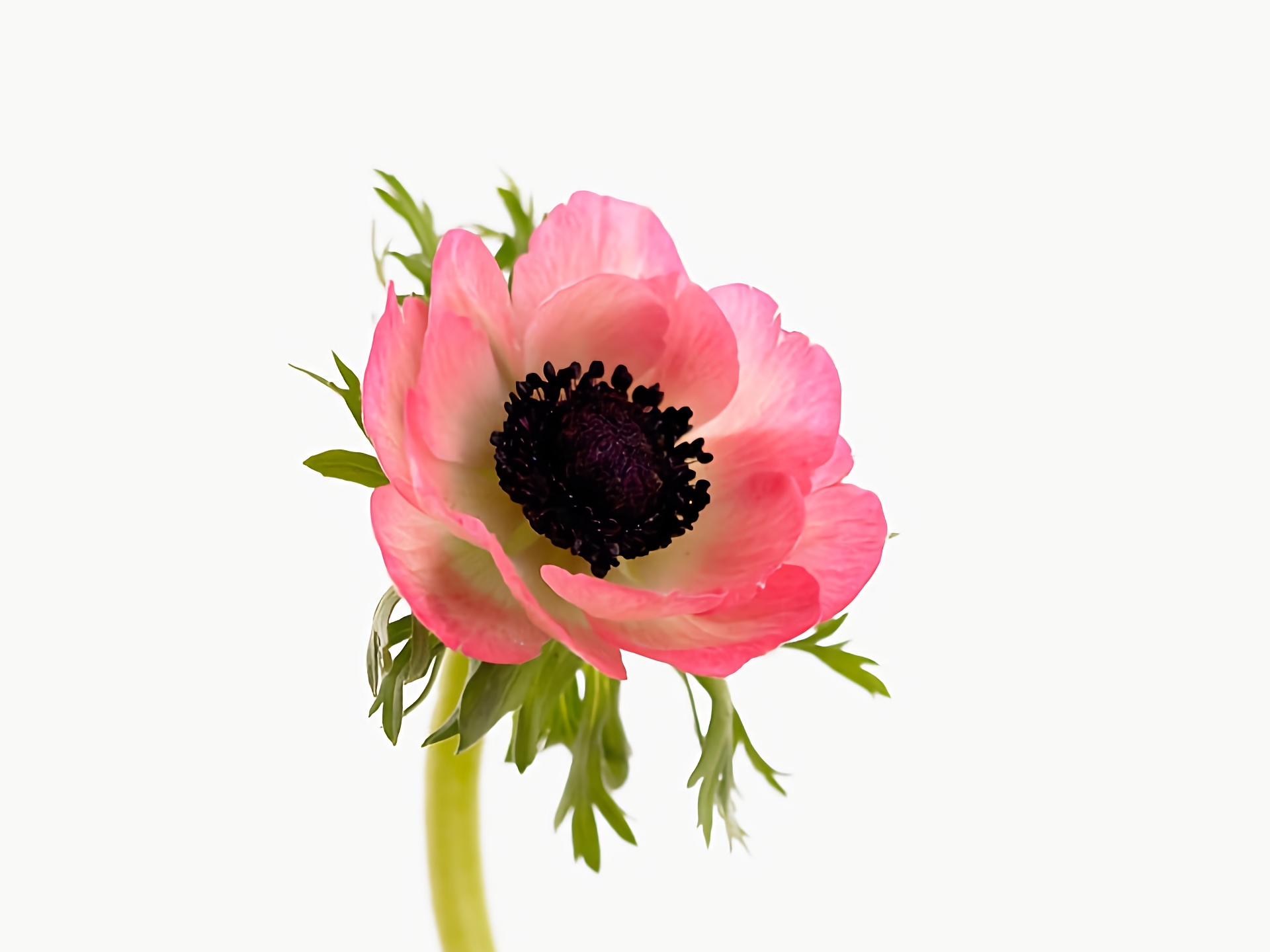 Earth Flower Anemone Close Up Pink Flower 1920x1440