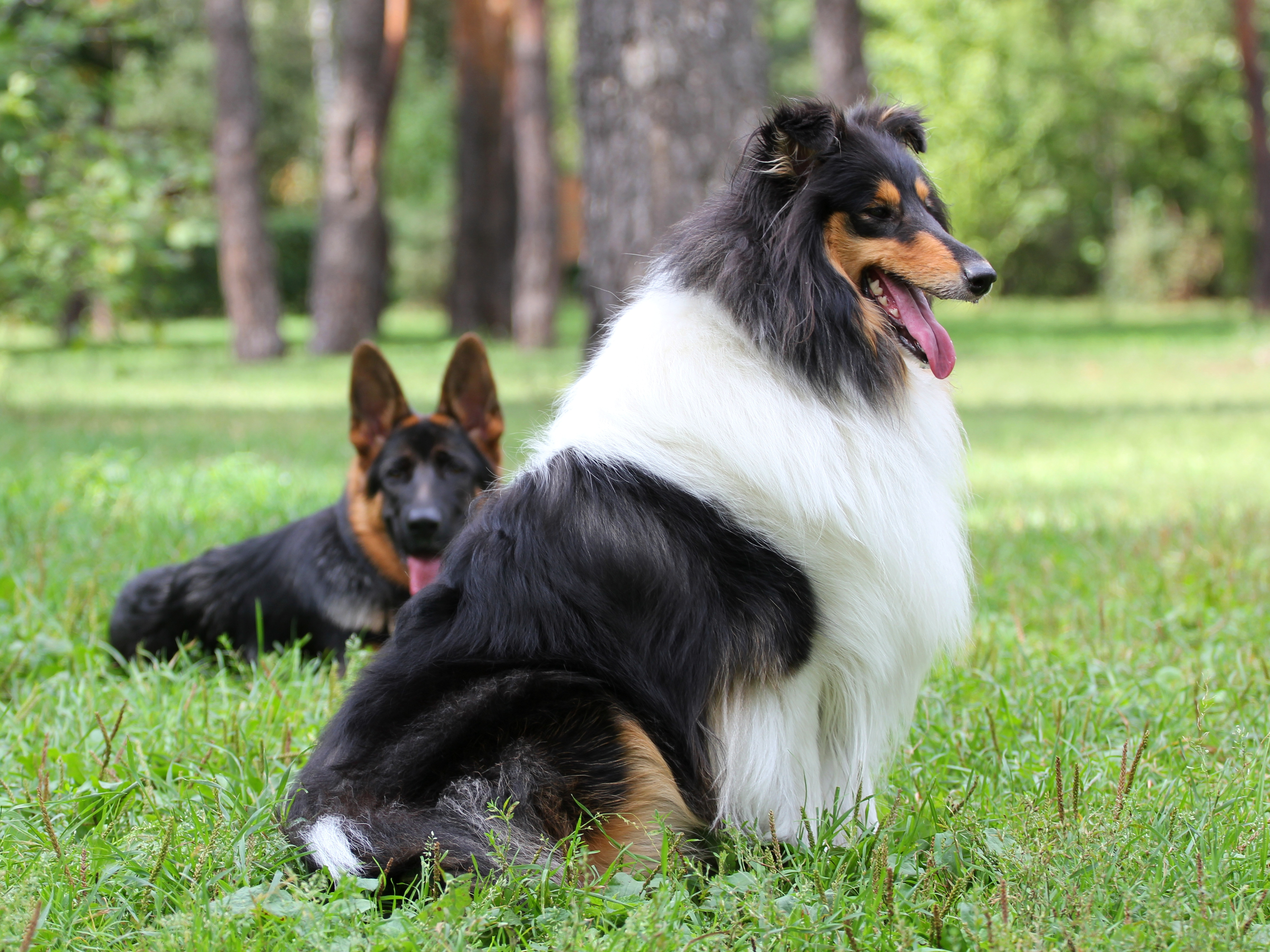 Rough Collie 4372x3279