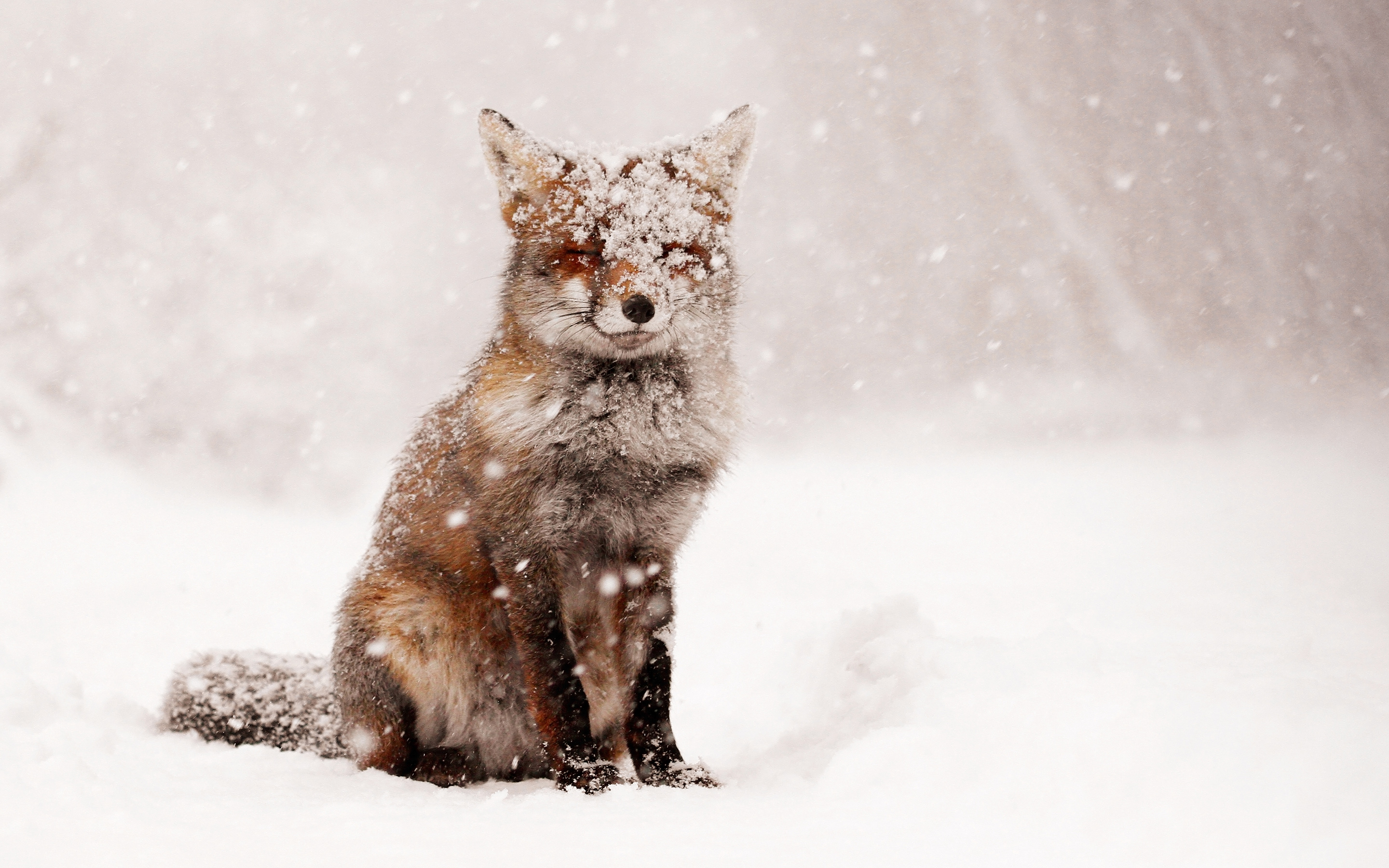 Fox Red Fox Snow Snowfall Winter 2880x1800