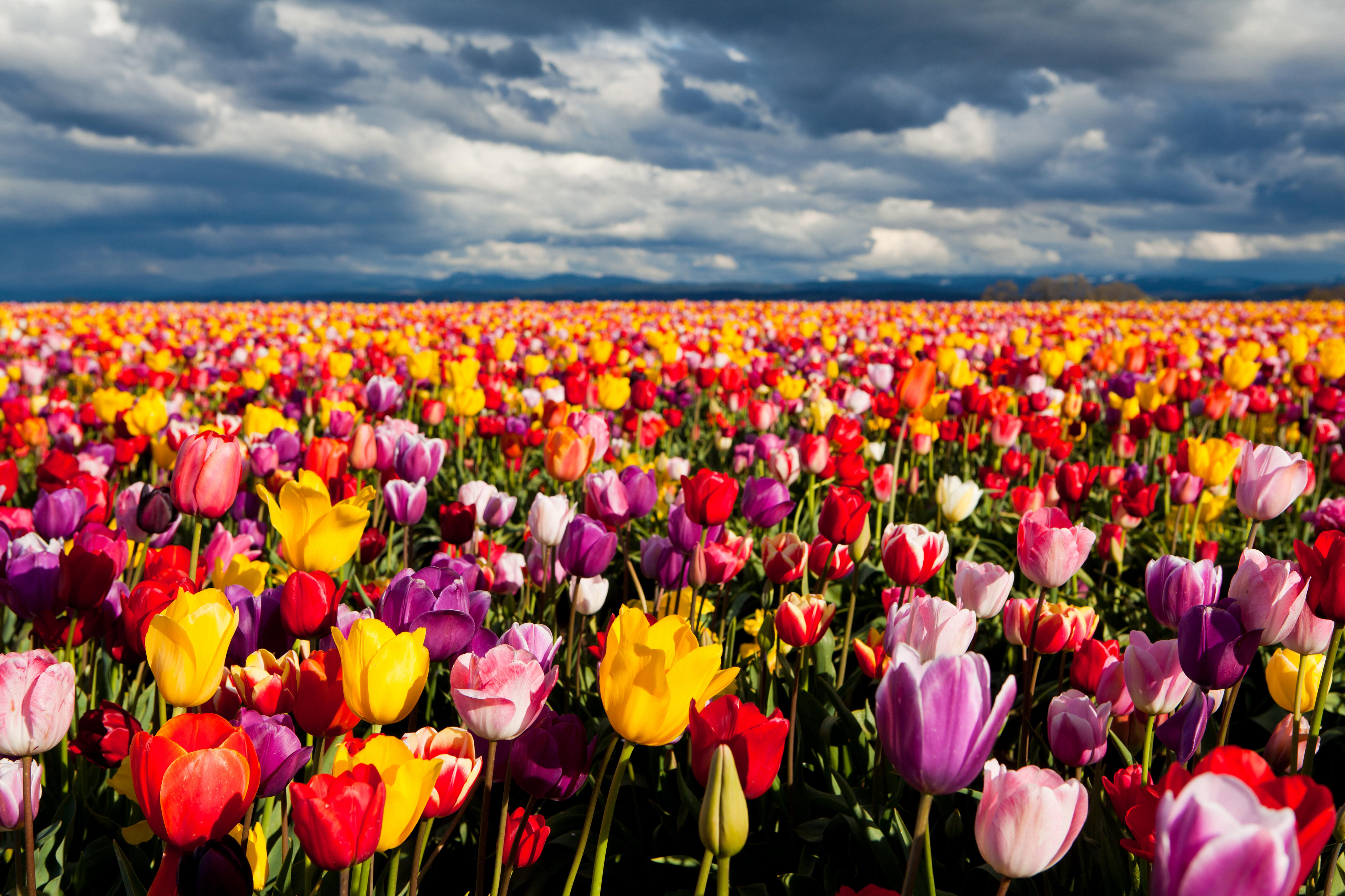 Field Tulip Colorful Nature Landscape Flower 7600x5066
