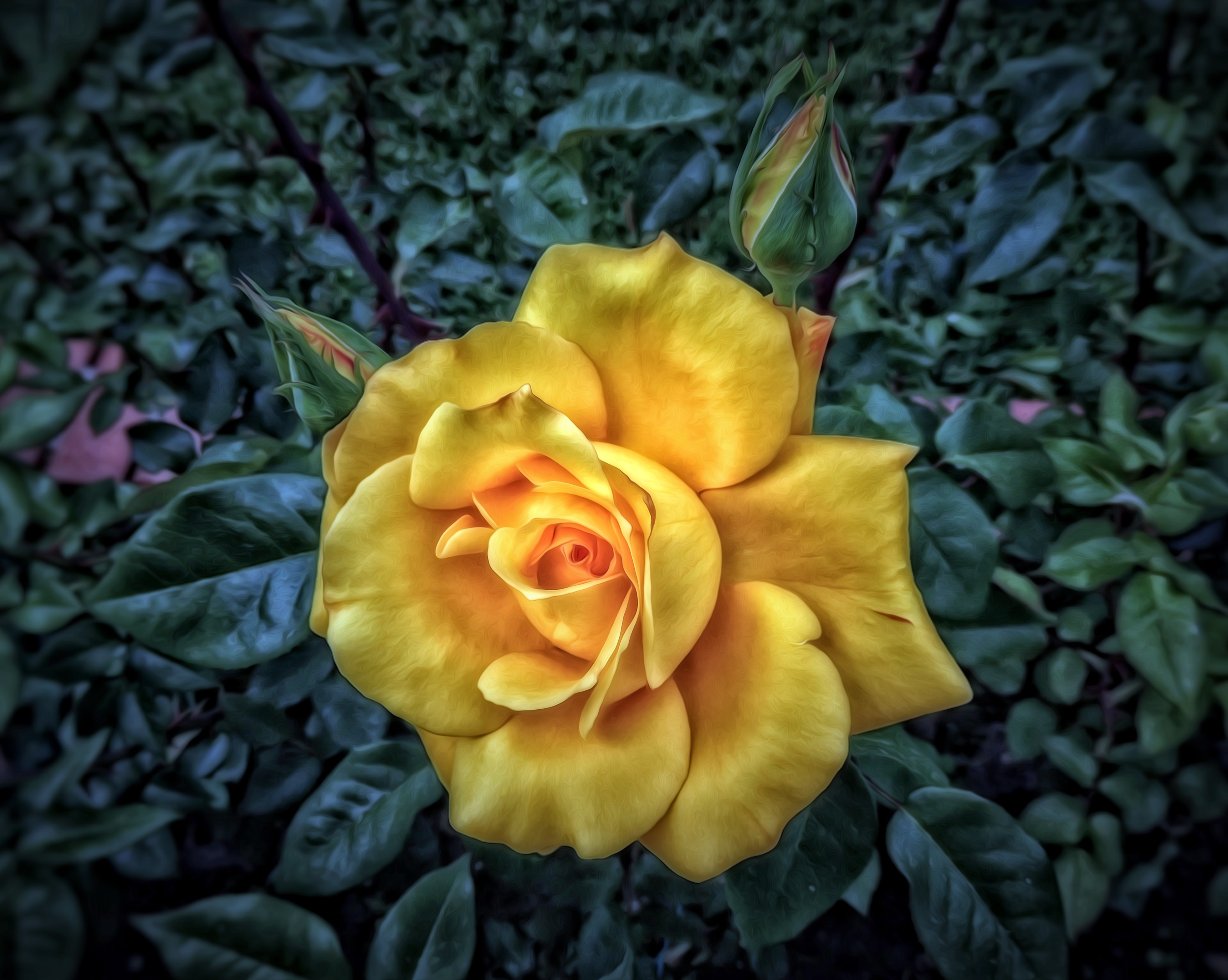 Earth Flower Rose Yellow Rose Leaf 3924x3132