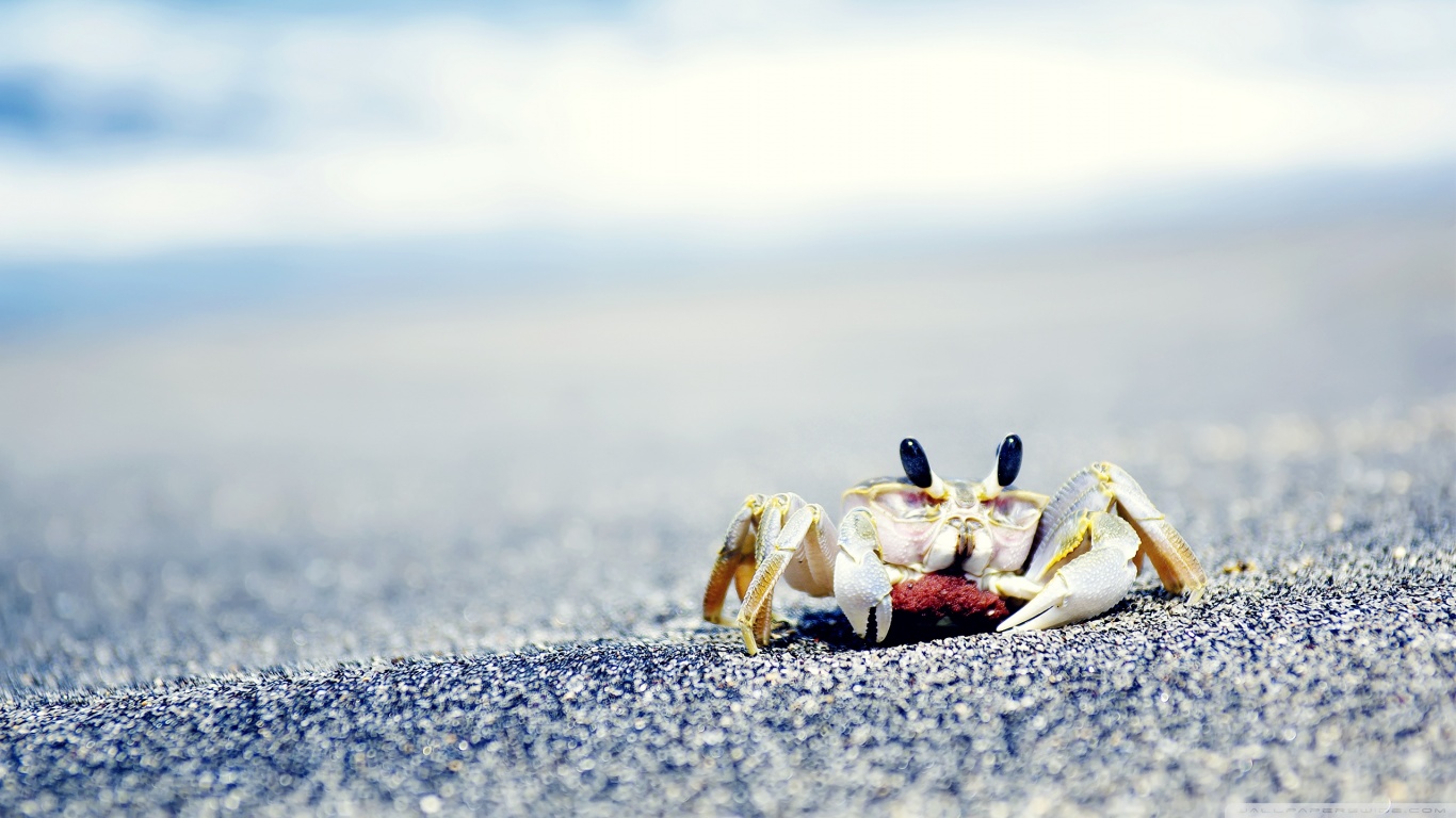 Crab 1366x768