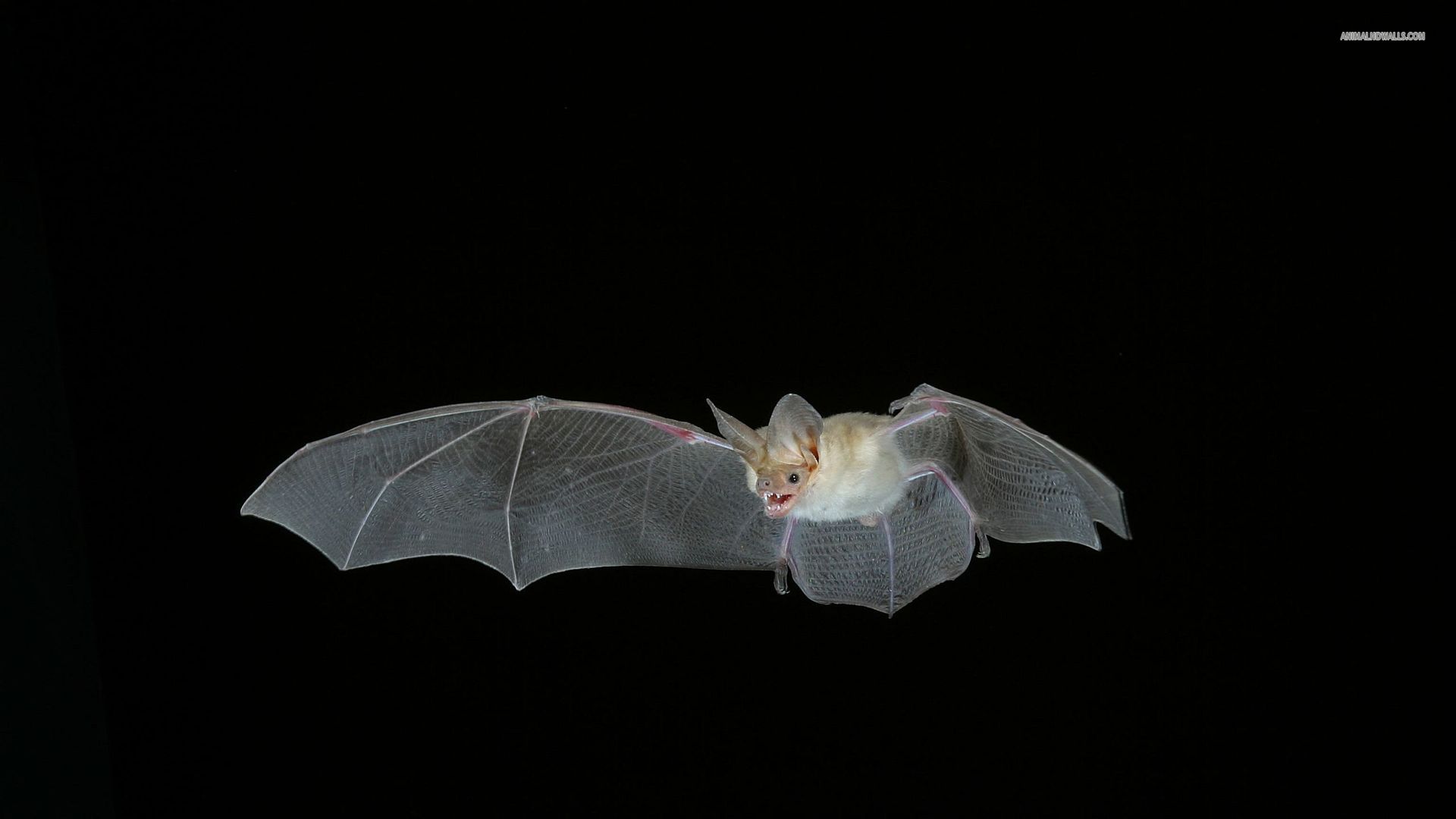 Bat Flying Wings 1920x1080