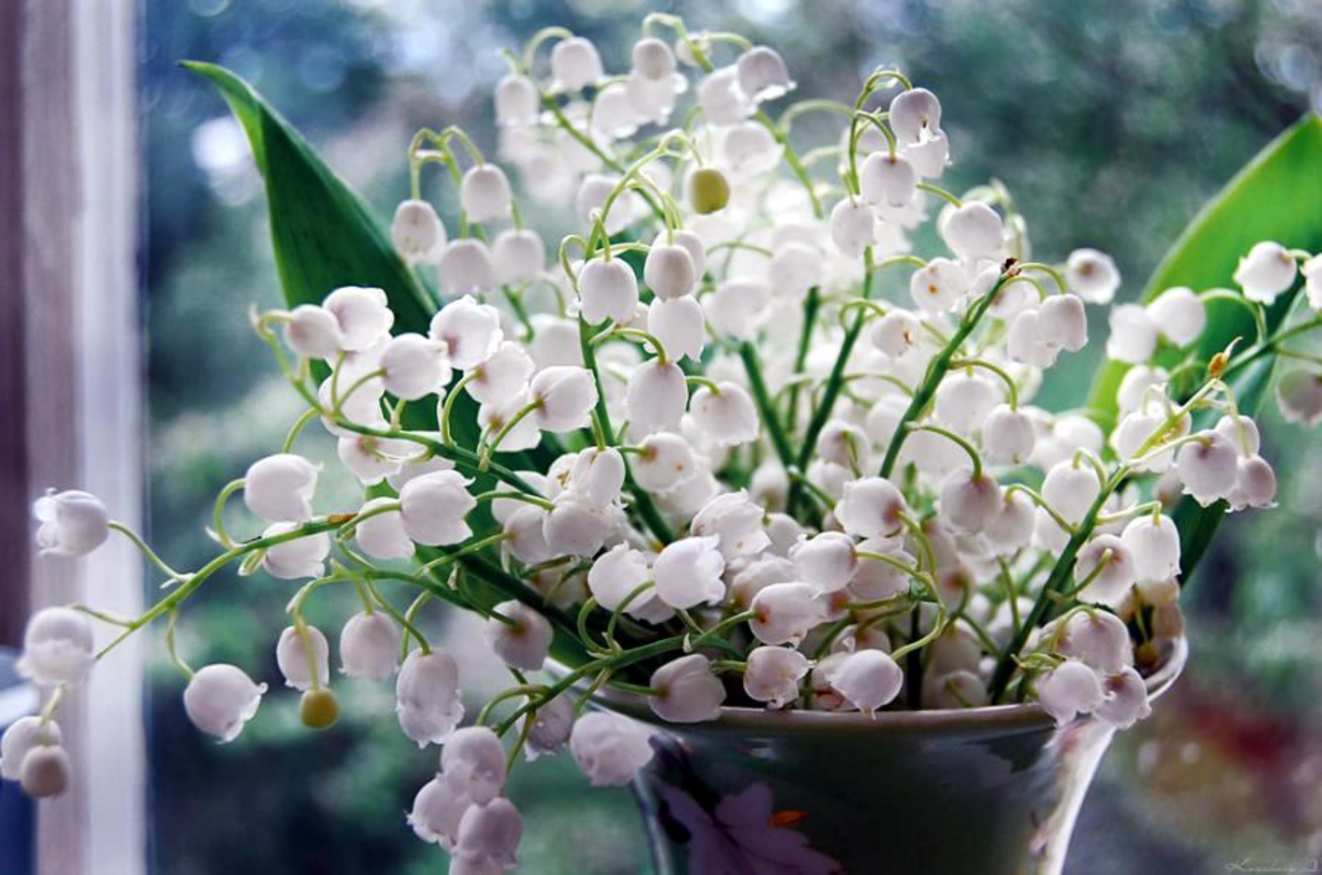 Lily Of The Valley Flower White Flower 1920x1271