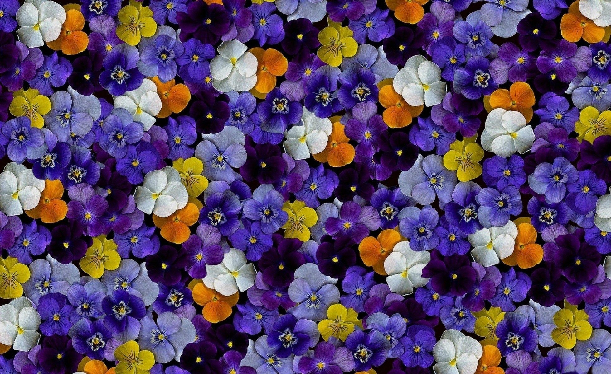 Colorful Colors Earth Pansy 1959x1202