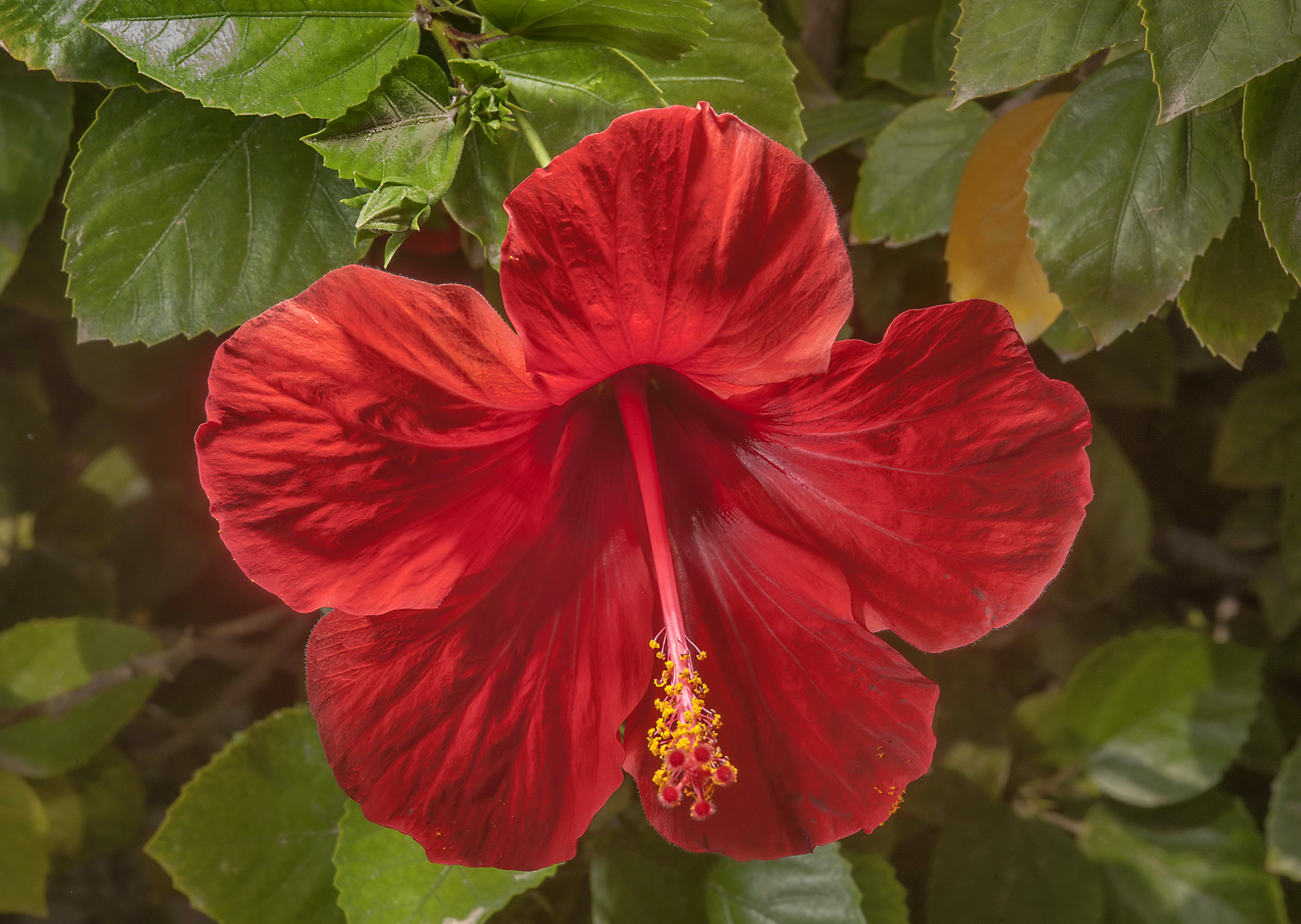 Earth Flower Hibiscus Close Up Red Flower 2999x2130