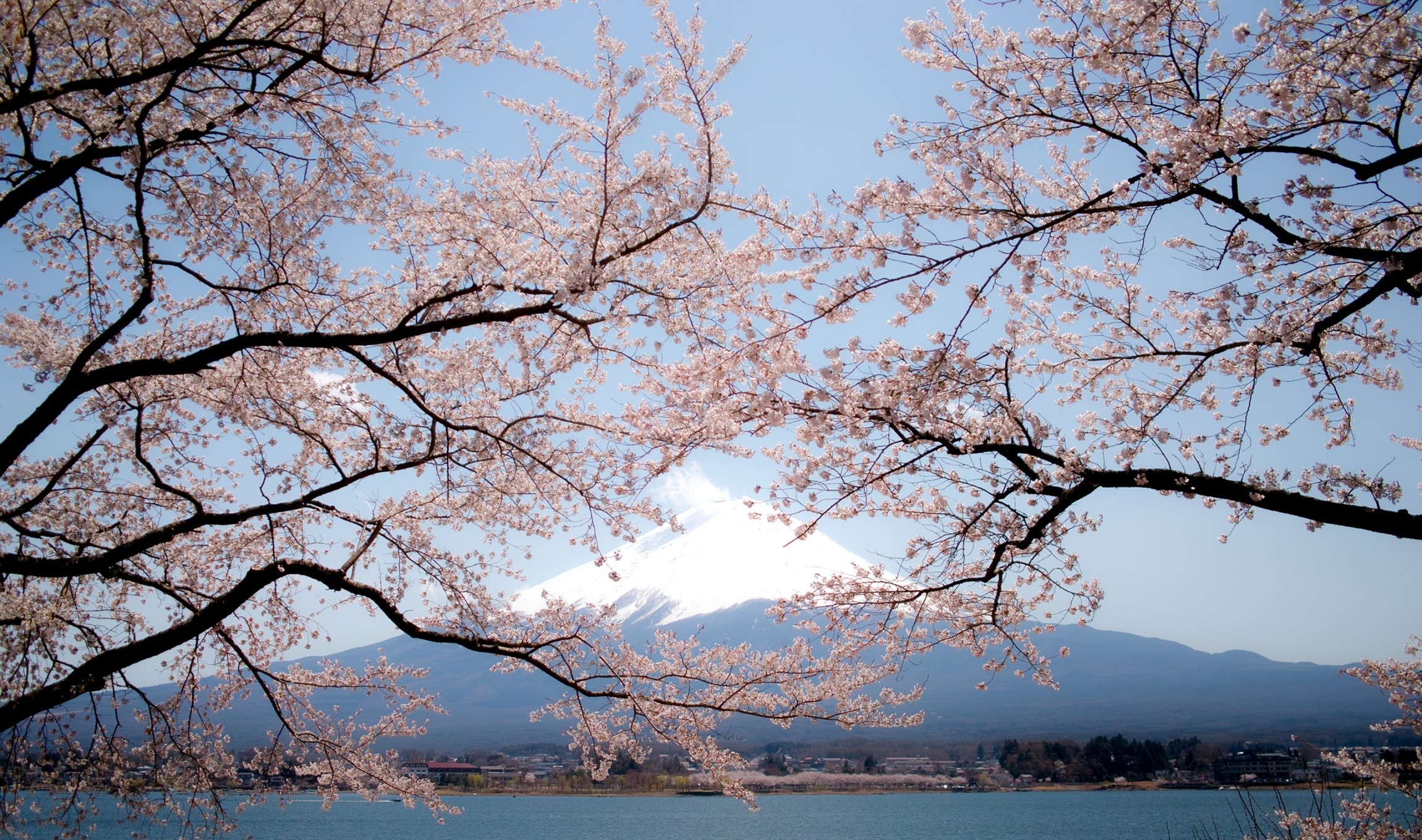 Mount Fuji Spring Sakura Japan 2300x1360