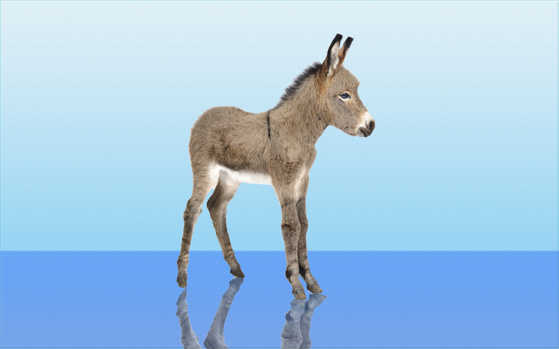 Animal Donkey 1920x1200