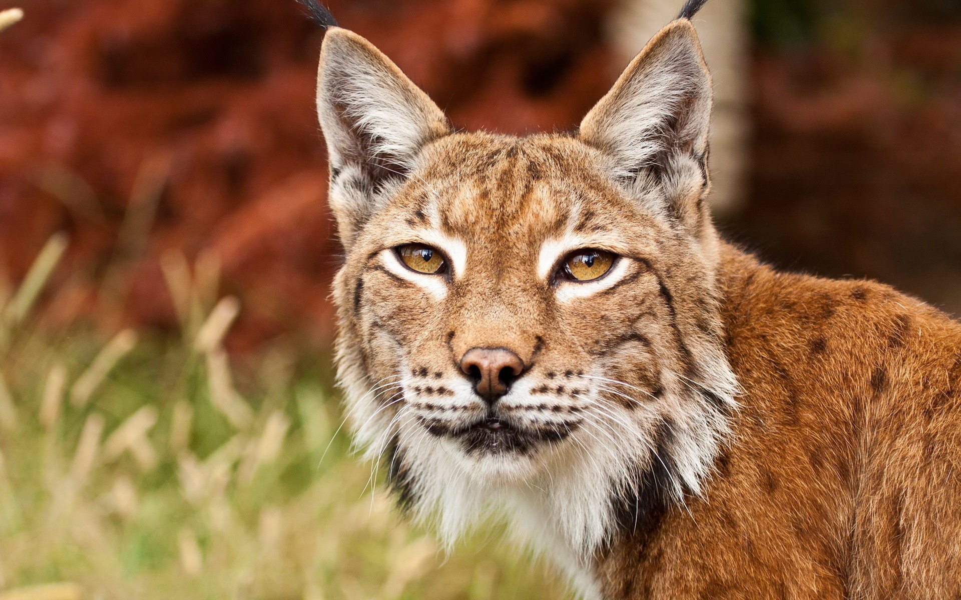 Animal Bobcat 1920x1200