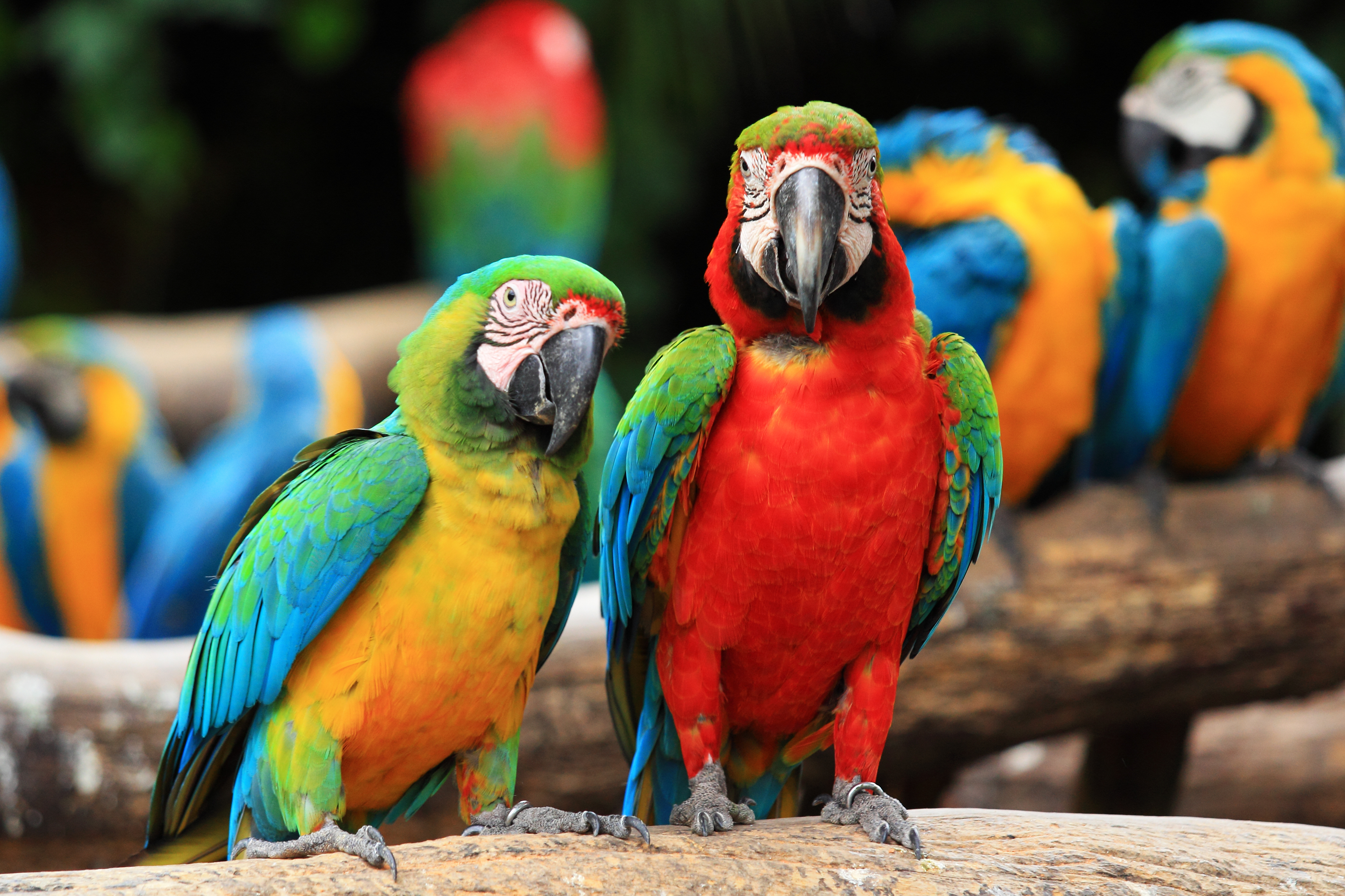 Animal Macaw 4101x2733