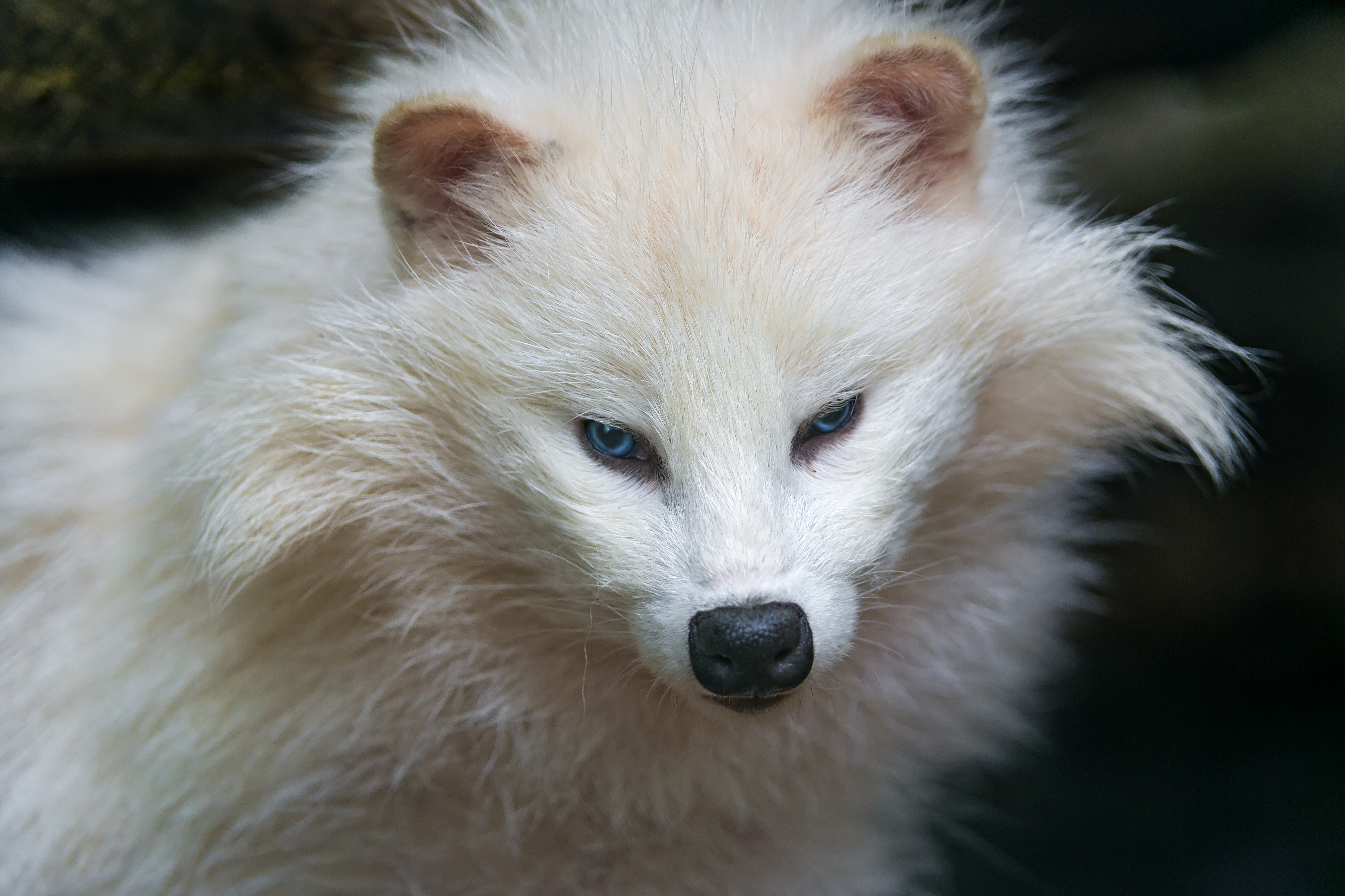 Animal Raccoon Dog 4681x3121