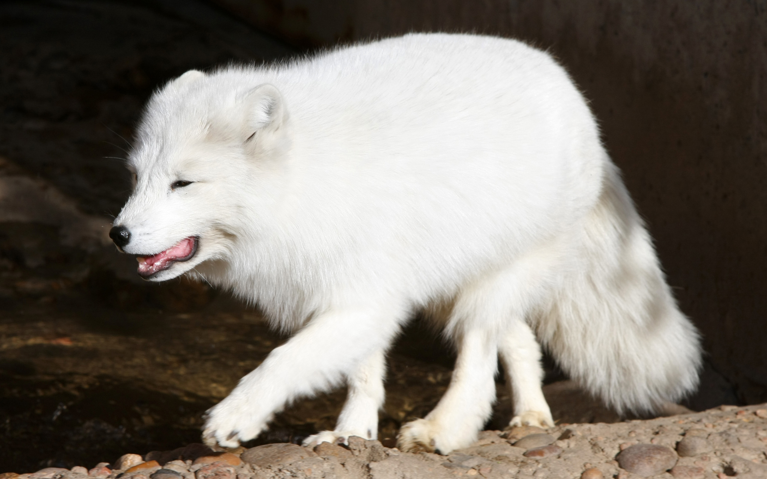 Animal Arctic Fox 2560x1600