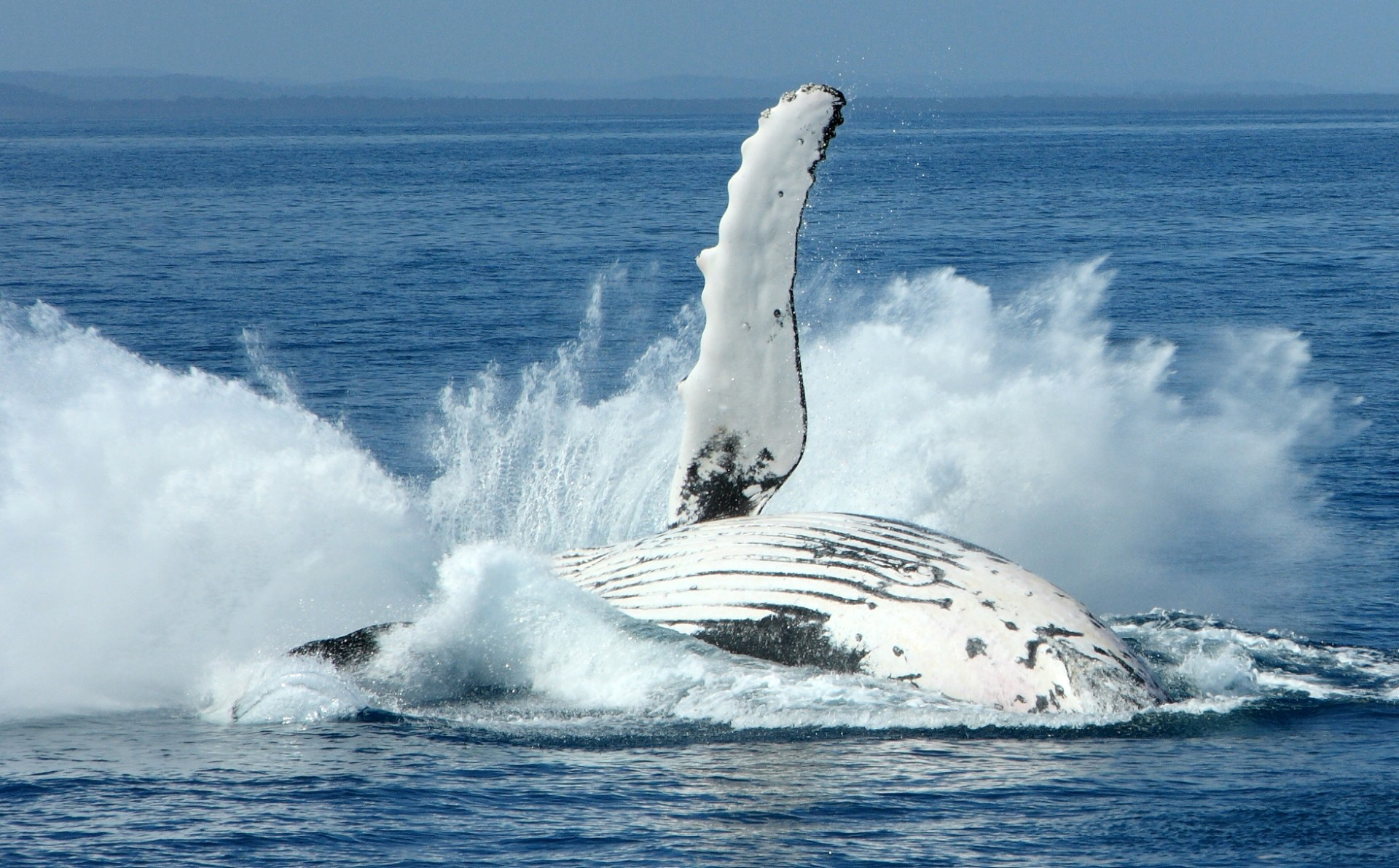Whale Humpback Whale 1920x1192